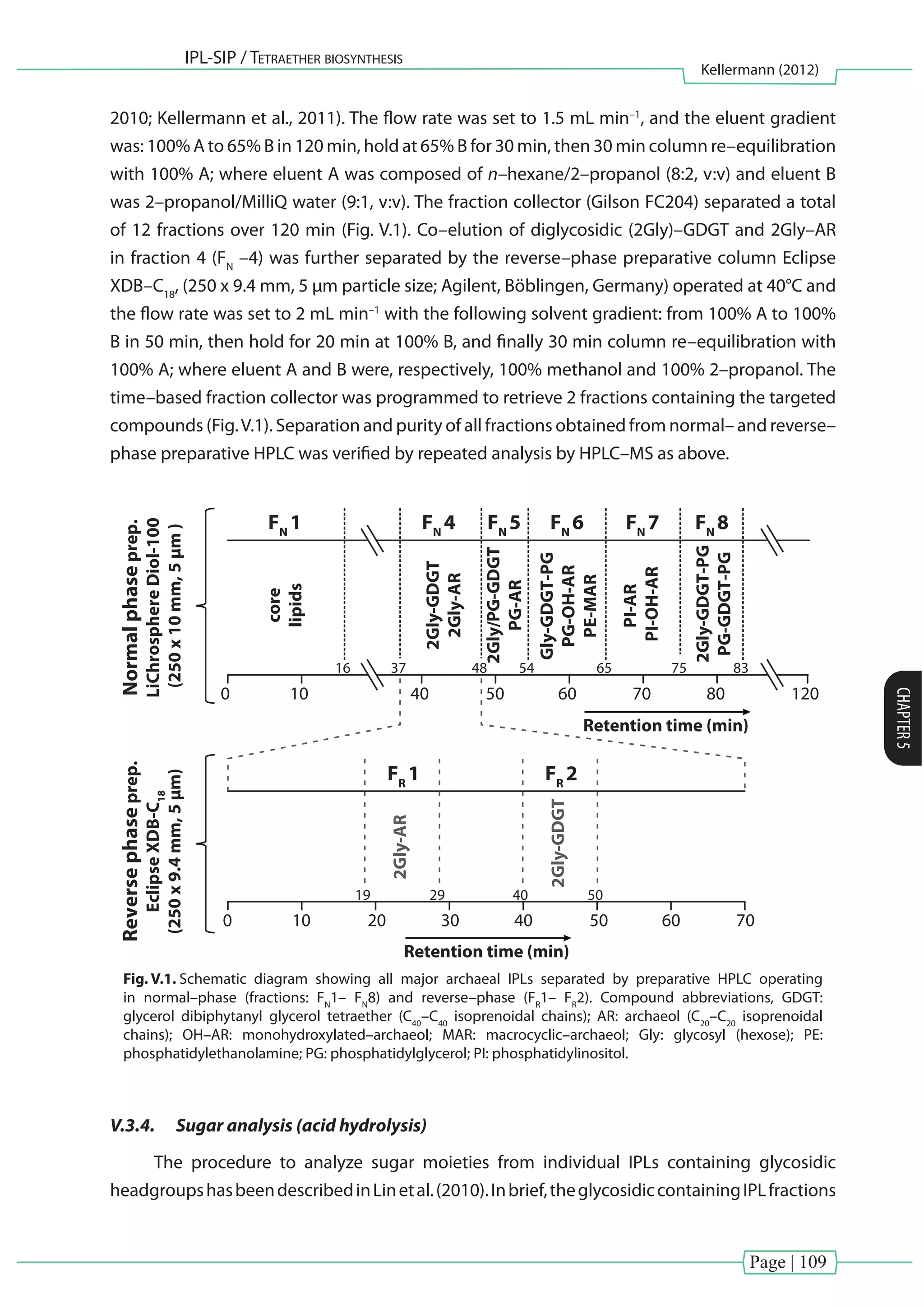Page | 109
IPL-SIP / Tetraether biosynthesis
Kellermann (2012)
CHAPTER5
2010; Kellermann et al., 2011). The flow rate was set to 1.5 mL min–1
, and the eluent gradient
was: 100% A to 65% B in 120 min, hold at 65% B for 30 min, then 30 min column re–equilibration
with 100% A; where eluent A was composed of n–hexane/2–propanol (8:2, v:v) and eluent B
was 2–propanol/MilliQ water (9:1, v:v). The fraction collector (Gilson FC204) separated a total
of 12 fractions over 120 min (Fig. V.1). Co–elution of diglycosidic (2Gly)–GDGT and 2Gly–AR
in fraction 4 (FN
–4) was further separated by the reverse–phase preparative column Eclipse
XDB–C18
, (250 x 9.4 mm, 5 µm particle size; Agilent, Böblingen, Germany) operated at 40°C and
the flow rate was set to 2 mL min–1
with the following solvent gradient: from 100% A to 100%
B in 50 min, then hold for 20 min at 100% B, and finally 30 min column re–equilibration with
100% A; where eluent A and B were, respectively, 100% methanol and 100% 2–propanol. The
time–based fraction collector was programmed to retrieve 2 fractions containing the targeted
compounds (Fig.V.1). Separation and purity of all fractions obtained from normal– and reverse–
phase preparative HPLC was verified by repeated analysis by HPLC–MS as above.
Normalphaseprep.
LiChrosphereDiol-100
(250x10mm,5µm)
Reversephaseprep.
EclipseXDB-C18
(250x9.4mm,5µm)
2Gly-AR
2Gly-GDGT-PG
PG-GDGT-PG
2Gly/PG-GDGT
PG-AR
2Gly-GDGT
2Gly-AR
Gly-GDGT-PG
PG-OH-AR
PE-MAR
PI-AR
PI-OH-AR
core
lipids
16
19 29 40 50
37 48 54 65
Retention time (min)
Retention time (min)
75 83
80 12070605040100
0 70605040302010
FN
1
FR
1 FR
2
FN
4 FN
5 FN
6 FN
7 FN
8
2Gly-GDGT
Fig. V.1. Schematic diagram showing all major archaeal IPLs separated by preparative HPLC operating
in normal–phase (fractions: FN
1– FN
8) and reverse–phase (FR
1– FR
2). Compound abbreviations, GDGT:
glycerol dibiphytanyl glycerol tetraether (C40
–C40
isoprenoidal chains); AR: archaeol (C20
–C20
isoprenoidal
chains); OH–AR: monohydroxylated–archaeol; MAR: macrocyclic–archaeol; Gly: glycosyl (hexose); PE:
phosphatidylethanolamine; PG: phosphatidylglycerol; PI: phosphatidylinositol.
V.3.4.	 Sugar analysis (acid hydrolysis)
The procedure to analyze sugar moieties from individual IPLs containing glycosidic
headgroupshasbeendescribedinLinetal.(2010).Inbrief,theglycosidiccontainingIPLfractions
 