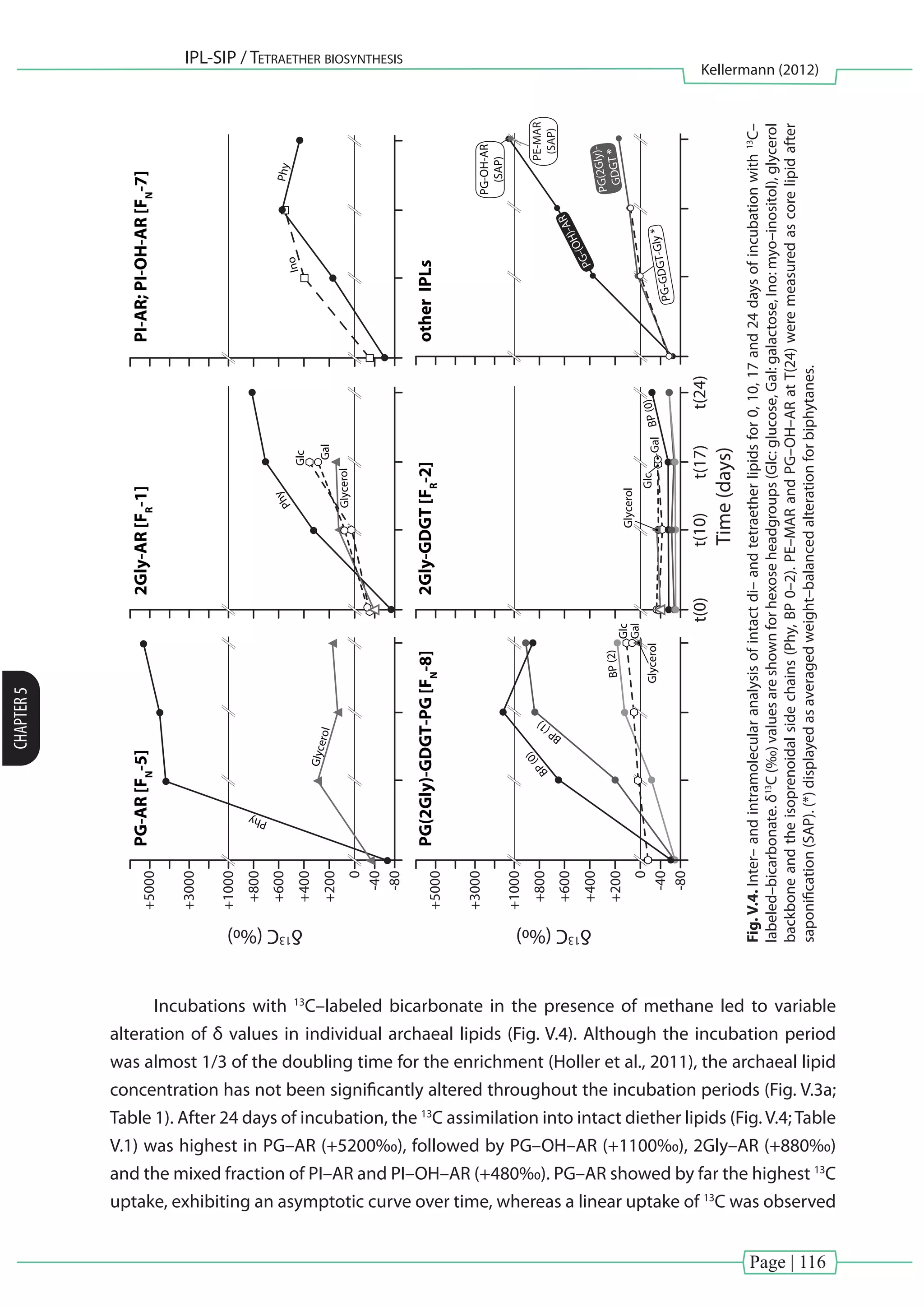 Page | 116
IPL-SIP / Tetraether biosynthesis
Kellermann (2012)
CHAPTER5
PG(2Gly)-GDGT-PG[FN
-8]2Gly-GDGT[FR
-2]
0
δ13
C(‰)
-40
-80
t(0)t(10)t(17)t(24)
+800
+1000
+3000
+5000
+600
+400
+200
PG-AR[FN
-5]
Glycerol
Glycerol
Phy
BP(0)
BP(1)
BP(0)
BP(2)
PhyPhy
2Gly-AR[FR
-1]
Glc
Gal
Glc
0
δ13
C(‰)
Time(days)
-40
-80
+800
+1000
+3000
+5000
+600
+400
+200
Ino
PI-AR;PI-OH-AR[FN
-7]
Glycerol
Glycerol
Gal
Glc
Gal
otherIPLs
PE-MAR
(SAP)
PG-(OH)-AR
PG(2Gly)-
GDGT*
PG-GDGT-Gly*
PG-OH-AR
(SAP)
Fig.V.4.Inter–andintramolecularanalysisofintactdi–andtetraetherlipidsfor0,10,17and24daysofincubationwith13
C–
labeled–bicarbonate.δ13
C(‰)valuesareshownforhexoseheadgroups(Glc:glucose,Gal:galactose,Ino:myo–inositol),glycerol
backboneandtheisoprenoidalsidechains(Phy,BP0–2).PE–MARandPG–OH–ARatT(24)weremeasuredascorelipidafter
saponification(SAP).(*)displayedasaveragedweight–balancedalterationforbiphytanes.
Incubations with 13
C–labeled bicarbonate in the presence of methane led to variable
alteration of δ values in individual archaeal lipids (Fig. V.4). Although the incubation period
was almost 1/3 of the doubling time for the enrichment (Holler et al., 2011), the archaeal lipid
concentration has not been significantly altered throughout the incubation periods (Fig. V.3a;
Table 1). After 24 days of incubation, the 13
C assimilation into intact diether lipids (Fig. V.4; Table
V.1) was highest in PG–AR (+5200‰), followed by PG–OH–AR (+1100‰), 2Gly–AR (+880‰)
and the mixed fraction of PI–AR and PI–OH–AR (+480‰). PG–AR showed by far the highest 13
C
uptake, exhibiting an asymptotic curve over time, whereas a linear uptake of 13
C was observed
 