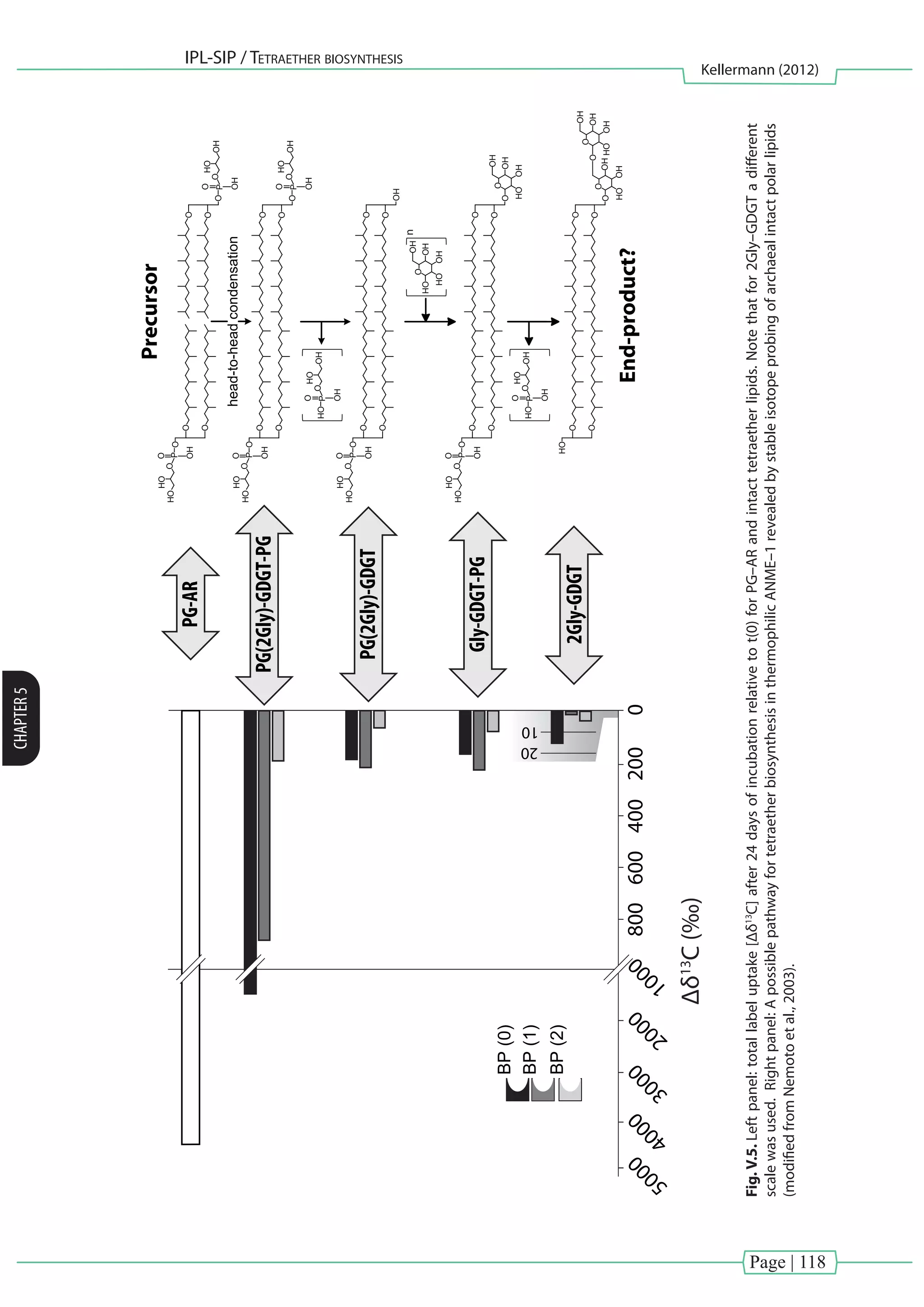 Page | 118
IPL-SIP / Tetraether biosynthesis
Kellermann (2012)
CHAPTER5
0200400600800
1000
2000
3000
4000
5000
PG-AR
PG(2Gly)-GDGT-PG
PG(2Gly)-GDGT
Gly-GDGT-PG
2Gly-GDGT
Δδ13
C(‰)
10
20
BP(0)
BP(1)
BP(2)
head-to-headcondensation
O
P
O
OHO
OH
OH
P
O
O
HO
HO
OH
O
O
O
O
O
O
P
O
OHO
OH
OH
O
O
O
HO
P
O
OHO
OH
OH
OH
End-product?
P
O
O
HO
HO
OH
O
O
O
O
O
P
O
O
HO
HO
OH
O
O
OH
O
HO
HO
HO
Precursor
O
OH
O
HO
HO
HO
OH
O
O
O
P
O
O
HO
HO
OH
O
O
O
HO
O
OO
O
OH
O
O
O
OH
HO
HO
HO
HO
HO
n
P
O
OHO
OH
OH
OH
Fig.V.5.Leftpanel:totallabeluptake[Δδ13
C]after24daysofincubationrelativetot(0)forPG–ARandintacttetraetherlipids.Notethatfor2Gly–GDGTadifferent
scalewasused.Rightpanel:ApossiblepathwayfortetraetherbiosynthesisinthermophilicANME–1revealedbystableisotopeprobingofarchaealintactpolarlipids
(modifiedfromNemotoetal.,2003).
 
