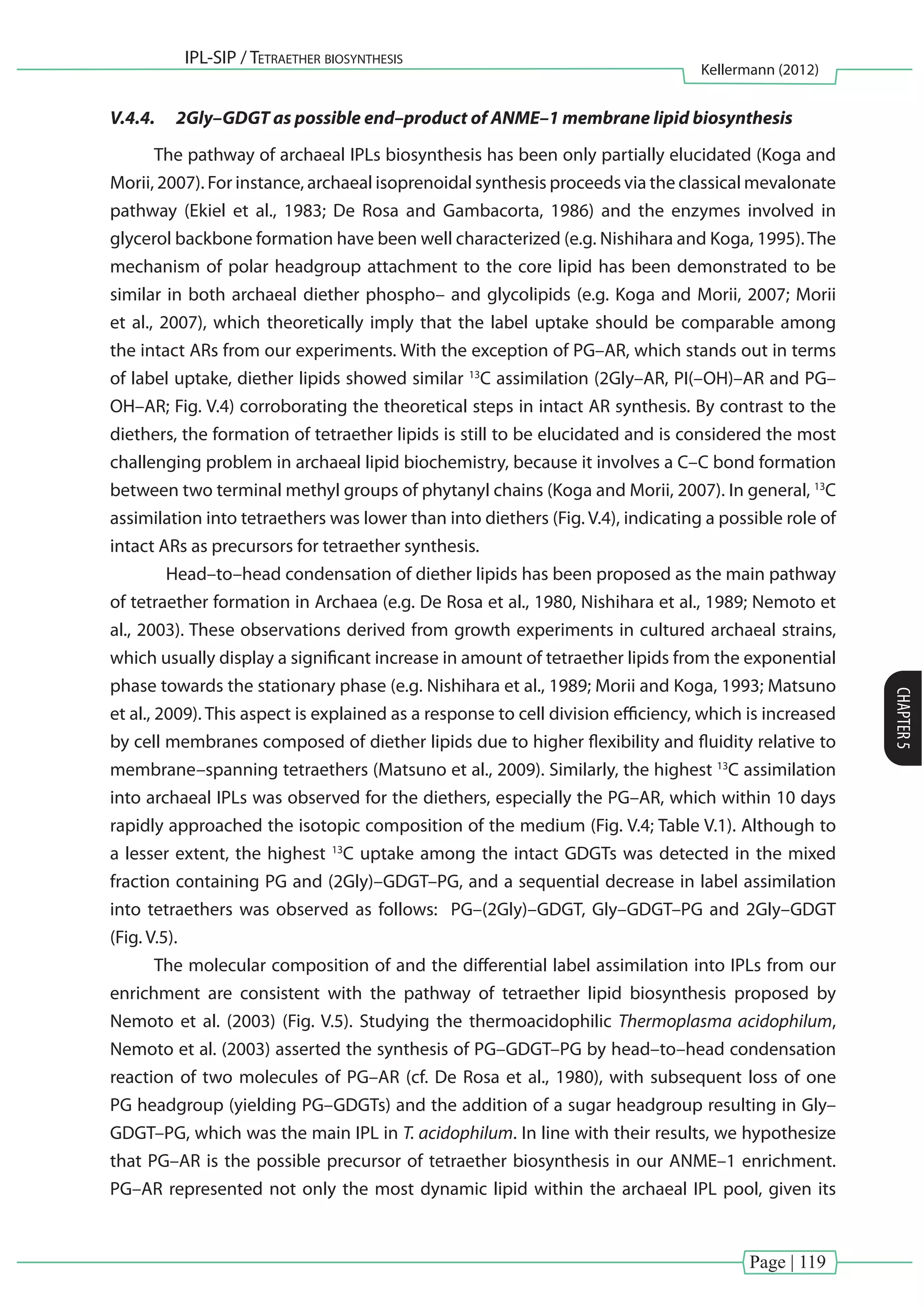 Page | 119
IPL-SIP / Tetraether biosynthesis
Kellermann (2012)
CHAPTER5
V.4.4.	 2Gly–GDGT as possible end–product of ANME–1 membrane lipid biosynthesis
The pathway of archaeal IPLs biosynthesis has been only partially elucidated (Koga and
Morii, 2007). For instance, archaeal isoprenoidal synthesis proceeds via the classical mevalonate
pathway (Ekiel et al., 1983; De Rosa and Gambacorta, 1986) and the enzymes involved in
glycerol backbone formation have been well characterized (e.g. Nishihara and Koga, 1995).The
mechanism of polar headgroup attachment to the core lipid has been demonstrated to be
similar in both archaeal diether phospho– and glycolipids (e.g. Koga and Morii, 2007; Morii
et al., 2007), which theoretically imply that the label uptake should be comparable among
the intact ARs from our experiments. With the exception of PG–AR, which stands out in terms
of label uptake, diether lipids showed similar 13
C assimilation (2Gly–AR, PI(–OH)–AR and PG–
OH–AR; Fig. V.4) corroborating the theoretical steps in intact AR synthesis. By contrast to the
diethers, the formation of tetraether lipids is still to be elucidated and is considered the most
challenging problem in archaeal lipid biochemistry, because it involves a C–C bond formation
between two terminal methyl groups of phytanyl chains (Koga and Morii, 2007). In general, 13
C
assimilation into tetraethers was lower than into diethers (Fig. V.4), indicating a possible role of
intact ARs as precursors for tetraether synthesis.
	 Head–to–head condensation of diether lipids has been proposed as the main pathway
of tetraether formation in Archaea (e.g. De Rosa et al., 1980, Nishihara et al., 1989; Nemoto et
al., 2003). These observations derived from growth experiments in cultured archaeal strains,
which usually display a significant increase in amount of tetraether lipids from the exponential
phase towards the stationary phase (e.g. Nishihara et al., 1989; Morii and Koga, 1993; Matsuno
et al., 2009). This aspect is explained as a response to cell division efficiency, which is increased
by cell membranes composed of diether lipids due to higher flexibility and fluidity relative to
membrane–spanning tetraethers (Matsuno et al., 2009). Similarly, the highest 13
C assimilation
into archaeal IPLs was observed for the diethers, especially the PG–AR, which within 10 days
rapidly approached the isotopic composition of the medium (Fig. V.4; Table V.1). Although to
a lesser extent, the highest 13
C uptake among the intact GDGTs was detected in the mixed
fraction containing PG and (2Gly)–GDGT–PG, and a sequential decrease in label assimilation
into tetraethers was observed as follows: PG–(2Gly)–GDGT, Gly–GDGT–PG and 2Gly–GDGT
(Fig. V.5).
The molecular composition of and the differential label assimilation into IPLs from our
enrichment are consistent with the pathway of tetraether lipid biosynthesis proposed by
Nemoto et al. (2003) (Fig. V.5). Studying the thermoacidophilic Thermoplasma acidophilum,
Nemoto et al. (2003) asserted the synthesis of PG–GDGT–PG by head–to–head condensation
reaction of two molecules of PG–AR (cf. De Rosa et al., 1980), with subsequent loss of one
PG headgroup (yielding PG–GDGTs) and the addition of a sugar headgroup resulting in Gly–
GDGT–PG, which was the main IPL in T. acidophilum. In line with their results, we hypothesize
that PG–AR is the possible precursor of tetraether biosynthesis in our ANME–1 enrichment.
PG–AR represented not only the most dynamic lipid within the archaeal IPL pool, given its
 
