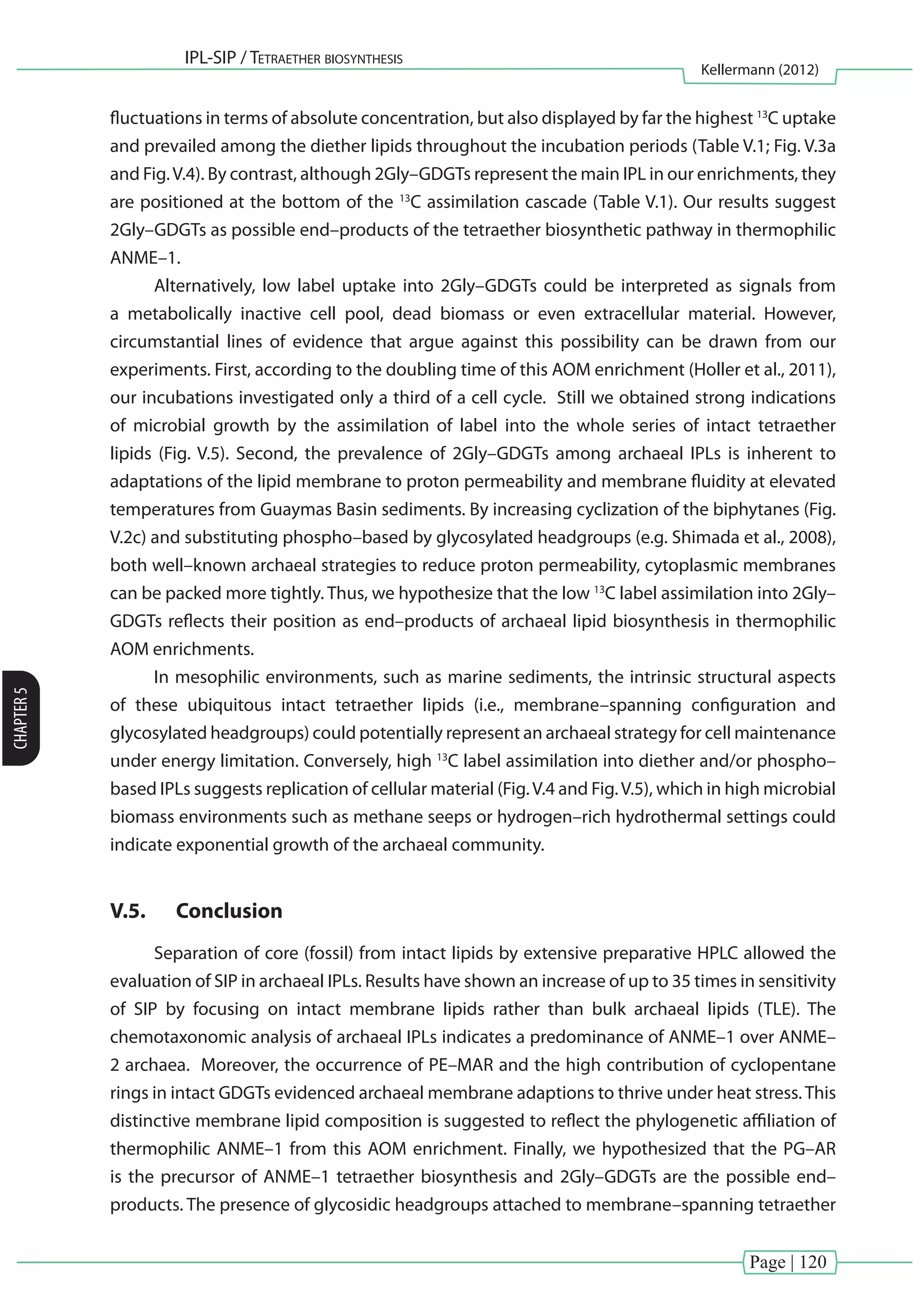 Page | 120
IPL-SIP / Tetraether biosynthesis
Kellermann (2012)
CHAPTER5
fluctuations in terms of absolute concentration, but also displayed by far the highest 13
C uptake
and prevailed among the diether lipids throughout the incubation periods (Table V.1; Fig. V.3a
and Fig.V.4). By contrast, although 2Gly–GDGTs represent the main IPL in our enrichments, they
are positioned at the bottom of the 13
C assimilation cascade (Table V.1). Our results suggest
2Gly–GDGTs as possible end–products of the tetraether biosynthetic pathway in thermophilic
ANME–1.
Alternatively, low label uptake into 2Gly–GDGTs could be interpreted as signals from
a metabolically inactive cell pool, dead biomass or even extracellular material. However,
circumstantial lines of evidence that argue against this possibility can be drawn from our
experiments. First, according to the doubling time of this AOM enrichment (Holler et al., 2011),
our incubations investigated only a third of a cell cycle. Still we obtained strong indications
of microbial growth by the assimilation of label into the whole series of intact tetraether
lipids (Fig. V.5). Second, the prevalence of 2Gly–GDGTs among archaeal IPLs is inherent to
adaptations of the lipid membrane to proton permeability and membrane fluidity at elevated
temperatures from Guaymas Basin sediments. By increasing cyclization of the biphytanes (Fig.
V.2c) and substituting phospho–based by glycosylated headgroups (e.g. Shimada et al., 2008),
both well–known archaeal strategies to reduce proton permeability, cytoplasmic membranes
can be packed more tightly. Thus, we hypothesize that the low 13
C label assimilation into 2Gly–
GDGTs reflects their position as end–products of archaeal lipid biosynthesis in thermophilic
AOM enrichments.
In mesophilic environments, such as marine sediments, the intrinsic structural aspects
of these ubiquitous intact tetraether lipids (i.e., membrane–spanning configuration and
glycosylated headgroups) could potentially represent an archaeal strategy for cell maintenance
under energy limitation. Conversely, high 13
C label assimilation into diether and/or phospho–
based IPLs suggests replication of cellular material (Fig.V.4 and Fig.V.5), which in high microbial
biomass environments such as methane seeps or hydrogen–rich hydrothermal settings could
indicate exponential growth of the archaeal community.
V.5.	 Conclusion
Separation of core (fossil) from intact lipids by extensive preparative HPLC allowed the
evaluation of SIP in archaeal IPLs. Results have shown an increase of up to 35 times in sensitivity
of SIP by focusing on intact membrane lipids rather than bulk archaeal lipids (TLE). The
chemotaxonomic analysis of archaeal IPLs indicates a predominance of ANME–1 over ANME–
2 archaea. Moreover, the occurrence of PE–MAR and the high contribution of cyclopentane
rings in intact GDGTs evidenced archaeal membrane adaptions to thrive under heat stress. This
distinctive membrane lipid composition is suggested to reflect the phylogenetic affiliation of
thermophilic ANME–1 from this AOM enrichment. Finally, we hypothesized that the PG–AR
is the precursor of ANME–1 tetraether biosynthesis and 2Gly–GDGTs are the possible end–
products. The presence of glycosidic headgroups attached to membrane–spanning tetraether
 