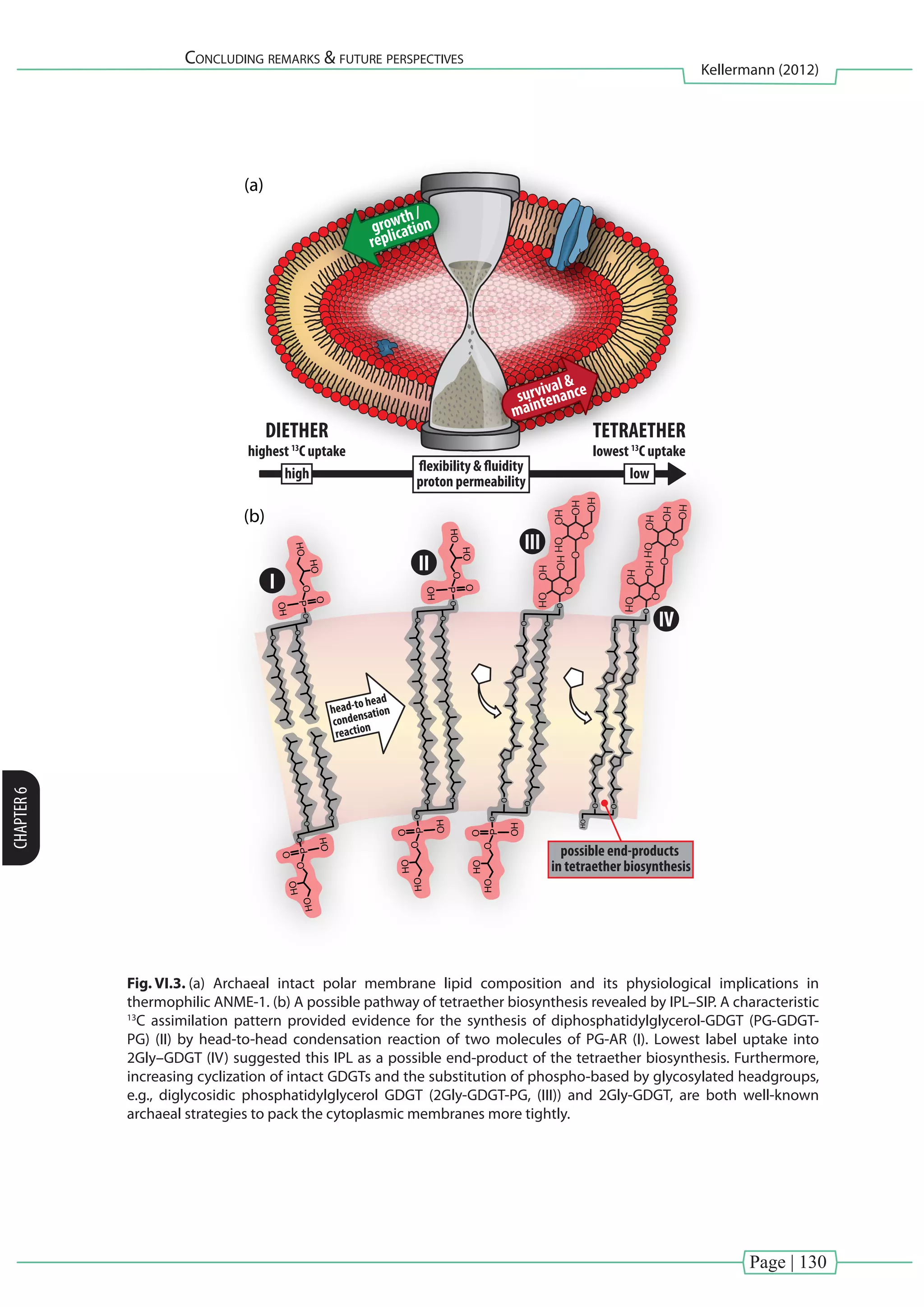 Page | 130
Concluding remarks & future perspectives
Kellermann (2012)
CHAPTER6
O
O
O
PO
O
HO
HO
OH
O
O
OPO
O
HO
HO
OH
DIETHER
highest 13
C uptake
I
head-to head
condensation
reaction
TETRAETHER
lowest 13
C uptake
lowhigh flexibility & fluidity
proton permeability
IV
OOH
O
O
O
OH
HO
HO
HO
HO
HO
possible end-products
in tetraether biosynthesis
O
O
O
HO
O
O
O
O
O
O
O
O
P
O
O
HO
HO
OHP
O
O
HO
HO
OH
II
O
O
III O
P
O
O
HO
HO
OH
OH
O
O
O
OH
HO
HO
HO
HO
HO
O
O
O
growth /
replication
survival &
maintenance
(a)
(b)
Fig. VI.3. (a) Archaeal intact polar membrane lipid composition and its physiological implications in
thermophilic ANME-1. (b) A possible pathway of tetraether biosynthesis revealed by IPL–SIP. A characteristic
13
C assimilation pattern provided evidence for the synthesis of diphosphatidylglycerol-GDGT (PG-GDGT-
PG) (II) by head-to-head condensation reaction of two molecules of PG-AR (I). Lowest label uptake into
2Gly–GDGT (IV) suggested this IPL as a possible end-product of the tetraether biosynthesis. Furthermore,
increasing cyclization of intact GDGTs and the substitution of phospho-based by glycosylated headgroups,
e.g., diglycosidic phosphatidylglycerol GDGT (2Gly-GDGT-PG, (III)) and 2Gly-GDGT, are both well-known
archaeal strategies to pack the cytoplasmic membranes more tightly.
 