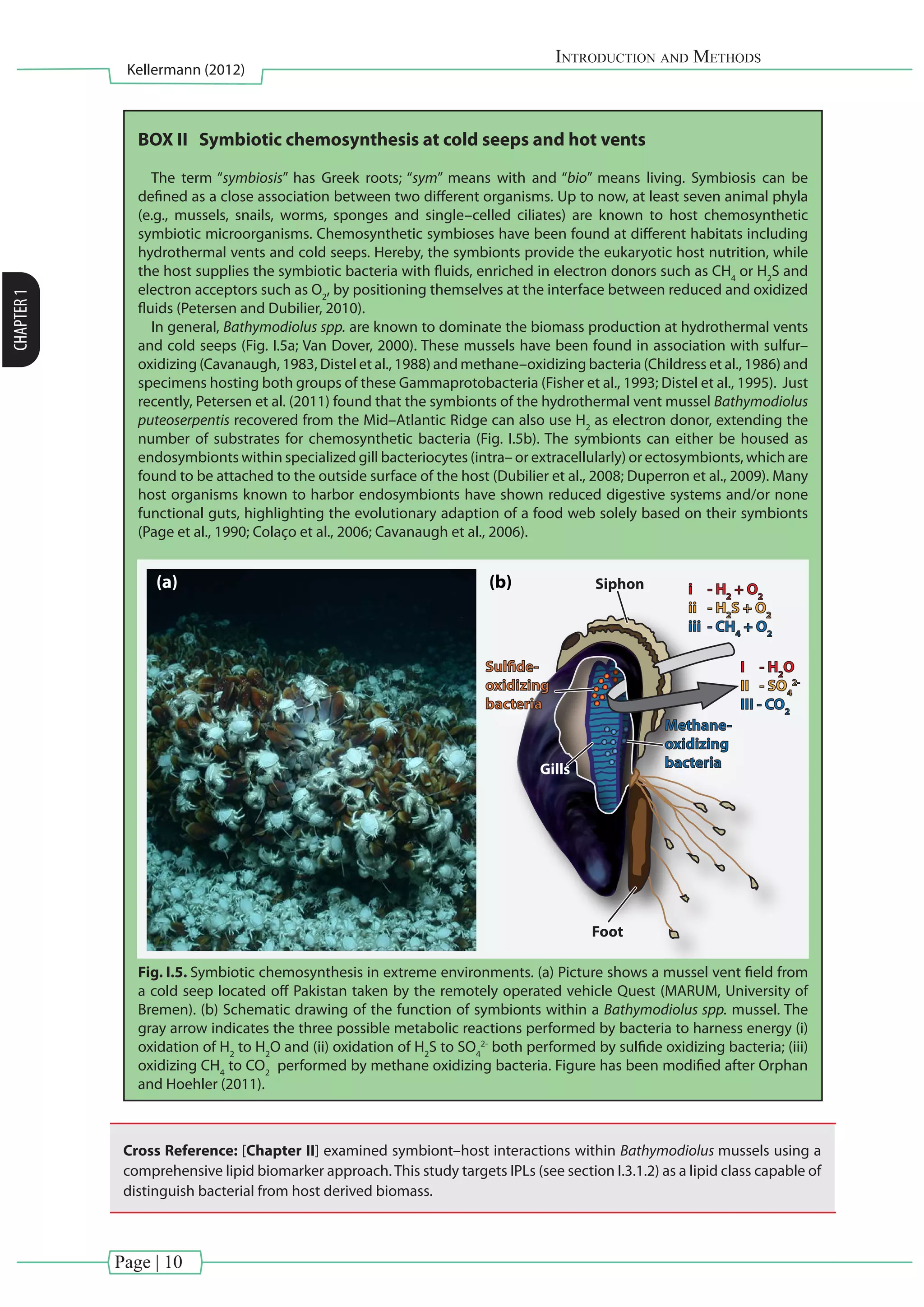 Page | 10
Introduction and Methods
Kellermann (2012)
CHAPTER1
BOX II Symbiotic chemosynthesis at cold seeps and hot vents
The term “symbiosis” has Greek roots; “sym” means with and “bio” means living. Symbiosis can be
defined as a close association between two different organisms. Up to now, at least seven animal phyla
(e.g., mussels, snails, worms, sponges and single–celled ciliates) are known to host chemosynthetic
symbiotic microorganisms. Chemosynthetic symbioses have been found at different habitats including
hydrothermal vents and cold seeps. Hereby, the symbionts provide the eukaryotic host nutrition, while
the host supplies the symbiotic bacteria with fluids, enriched in electron donors such as CH4
or H2
S and
electron acceptors such as O2
, by positioning themselves at the interface between reduced and oxidized
fluids (Petersen and Dubilier, 2010).
In general, Bathymodiolus spp. are known to dominate the biomass production at hydrothermal vents
and cold seeps (Fig. I.5a; Van Dover, 2000). These mussels have been found in association with sulfur–
oxidizing (Cavanaugh, 1983, Distel et al., 1988) and methane–oxidizing bacteria (Childress et al., 1986) and
specimens hosting both groups of these Gammaprotobacteria (Fisher et al., 1993; Distel et al., 1995). Just
recently, Petersen et al. (2011) found that the symbionts of the hydrothermal vent mussel Bathymodiolus
puteoserpentis recovered from the Mid–Atlantic Ridge can also use H2
as electron donor, extending the
number of substrates for chemosynthetic bacteria (Fig. I.5b). The symbionts can either be housed as
endosymbionts within specialized gill bacteriocytes (intra– or extracellularly) or ectosymbionts, which are
found to be attached to the outside surface of the host (Dubilier et al., 2008; Duperron et al., 2009). Many
host organisms known to harbor endosymbionts have shown reduced digestive systems and/or none
functional guts, highlighting the evolutionary adaption of a food web solely based on their symbionts
(Page et al., 1990; Colaço et al., 2006; Cavanaugh et al., 2006).
Siphon i - H2
+ O2
ii - H2
S + O2
iii - CH4
+ O2
Foot
Gills
Sulfide-
oxidizing
bacteria
I - H2
O
II - SO4
2-
III - CO2
Methane-
oxidizing
bacteria
(a) (b)
Fig. I.5. Symbiotic chemosynthesis in extreme environments. (a) Picture shows a mussel vent field from
a cold seep located off Pakistan taken by the remotely operated vehicle Quest (MARUM, University of
Bremen). (b) Schematic drawing of the function of symbionts within a Bathymodiolus spp. mussel. The
gray arrow indicates the three possible metabolic reactions performed by bacteria to harness energy (i)
oxidation of H2
to H2
O and (ii) oxidation of H2
S to SO4
2-
both performed by sulfide oxidizing bacteria; (iii)
oxidizing CH4
to CO2
performed by methane oxidizing bacteria. Figure has been modified after Orphan
and Hoehler (2011).
Cross Reference: [Chapter II] examined symbiont–host interactions within Bathymodiolus mussels using a
comprehensive lipid biomarker approach.This study targets IPLs (see section I.3.1.2) as a lipid class capable of
distinguish bacterial from host derived biomass.
 
