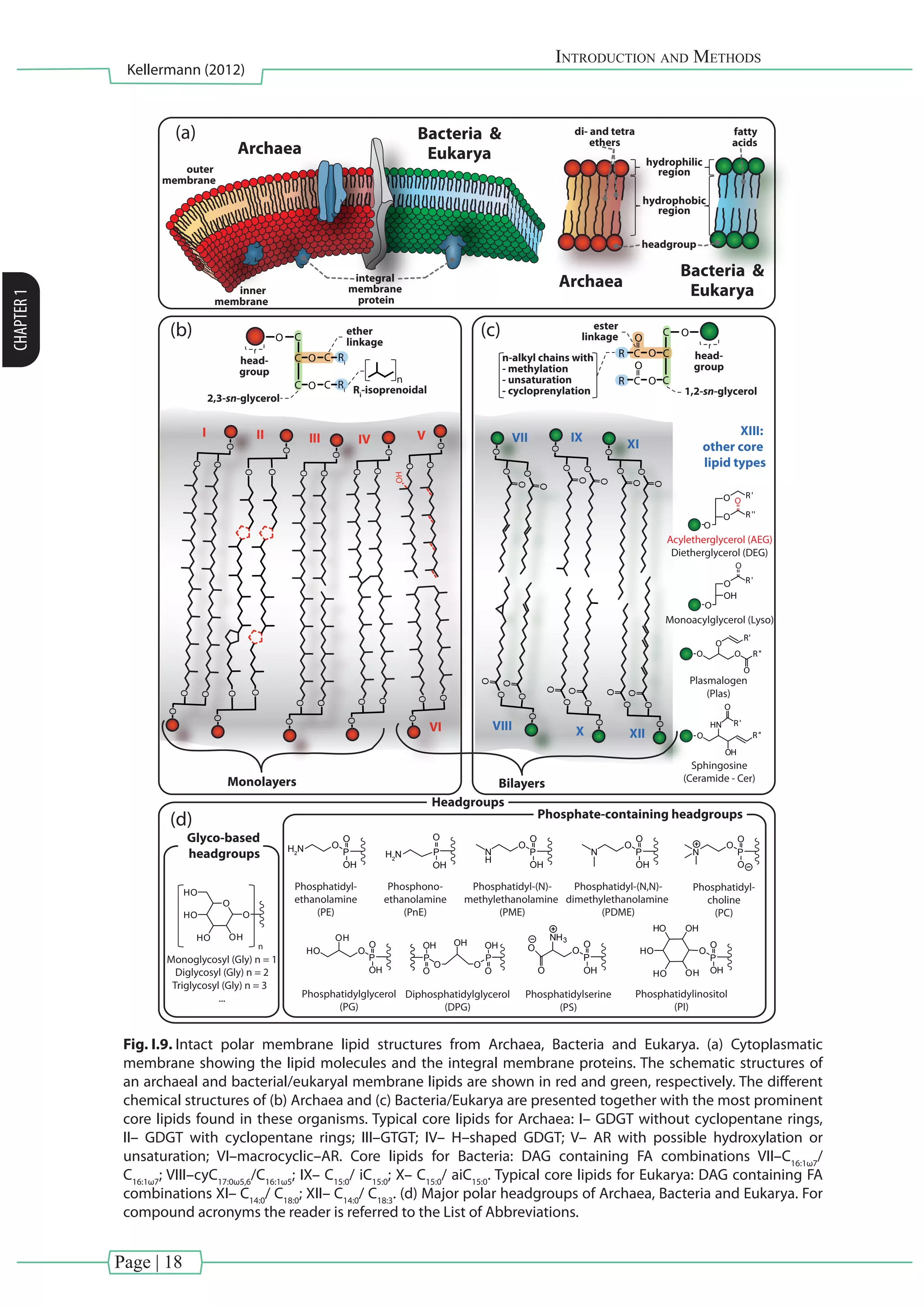 Page | 18
Introduction and Methods
Kellermann (2012)
CHAPTER1
hydrophobic
region
I II III IV V
VI
VII
VIII
IX
X
XI
XII
O
O
O
O
O
O
Sphingosine
(Ceramide - Cer)
Acyletherglycerol (AEG)
Dietherglycerol (DEG)
Monoacylglycerol (Lyso)
Plasmalogen
(Plas)
XIII:
other core
lipid types
P
OH
O
H2
N
P
O
OH
O
NH3
O
O
P
O
OH
O
H2
N P
O
OH
O
N
P
O
OH
O
HO
OH
P
O
O
O
N
P
O
OH
O
OHHO
HO
HO OH
P
OH
O
O
OH
O
O
HO
HO OH
HO
P
OH
O
O
Phosphatidyl-
ethanolamine
(PE)
Phosphatidyl-(N,N)-
dimethylethanolamine
(PDME)
P
O
OH
O
N
H
Phosphatidyl-(N)-
methylethanolamine
(PME)
Phosphono-
ethanolamine
(PnE)
Phosphatidyl-
choline
(PC)
Phosphatidylglycerol
(PG)
Phosphatidylserine
(PS)
Diphosphatidylglycerol
(DPG)
Monoglycosyl (Gly) n = 1
Diglycosyl (Gly) n = 2
Triglycosyl (Gly) n = 3
... Phosphatidylinositol
(PI)
n
Phosphate-containing headgroups
Headgroups
Glyco-based
headgroups
O
O
O
O
O
O
O
O
O
O
O
O
O
O
O
O
O
O
O
O
O
O
O
O
O
O
O
O
O
R'
R''
O
O
O
O O
O
R'
R''
O
R''
HN
O
R'
OH
O
O
R'O
OH
O
O
O
O
O
O
O
O
O
O
O
Monolayers Bilayers
1,2-sn-glycerol
ester
linkage
head-
group
C
CCR
CR C
n-alkyl chains with
- methylation
- unsaturation
- cycloprenylation
O
O
O
O
O
headgroup
di- and tetra
ethers
hydrophilic
region
O C
C C
CC O
O Ri
Ri Ri
-isoprenoidal
n
2,3-sn-glycerol
ether
linkage
head-
group
O
O
O
O
O
O
O
O
O
O
OH
O
O
O
O
O
O
(a)
(b)
(d)
(c)
fatty
acids
integral
membrane
protein
Archaea
Bacteria &
Eukarya
Archaea
Bacteria &
Eukarya
outer
membrane
inner
membrane
Fig. I.9. Intact polar membrane lipid structures from Archaea, Bacteria and Eukarya. (a) Cytoplasmatic
membrane showing the lipid molecules and the integral membrane proteins. The schematic structures of
an archaeal and bacterial/eukaryal membrane lipids are shown in red and green, respectively. The different
chemical structures of (b) Archaea and (c) Bacteria/Eukarya are presented together with the most prominent
core lipids found in these organisms. Typical core lipids for Archaea: I– GDGT without cyclopentane rings,
II– GDGT with cyclopentane rings; III–GTGT; IV– H–shaped GDGT; V– AR with possible hydroxylation or
unsaturation; VI–macrocyclic–AR. Core lipids for Bacteria: DAG containing FA combinations VII–C16:1ω7
/
C16:1ω7
; VIII–cyC17:0ω5,6
/C16:1ω5
; IX– C15:0
/ iC15:0
; X– C15:0
/ aiC15:0
. Typical core lipids for Eukarya: DAG containing FA
combinations XI– C14:0
/ C18:0
; XII– C14:0
/ C18:3
. (d) Major polar headgroups of Archaea, Bacteria and Eukarya. For
compound acronyms the reader is referred to the List of Abbreviations.
 