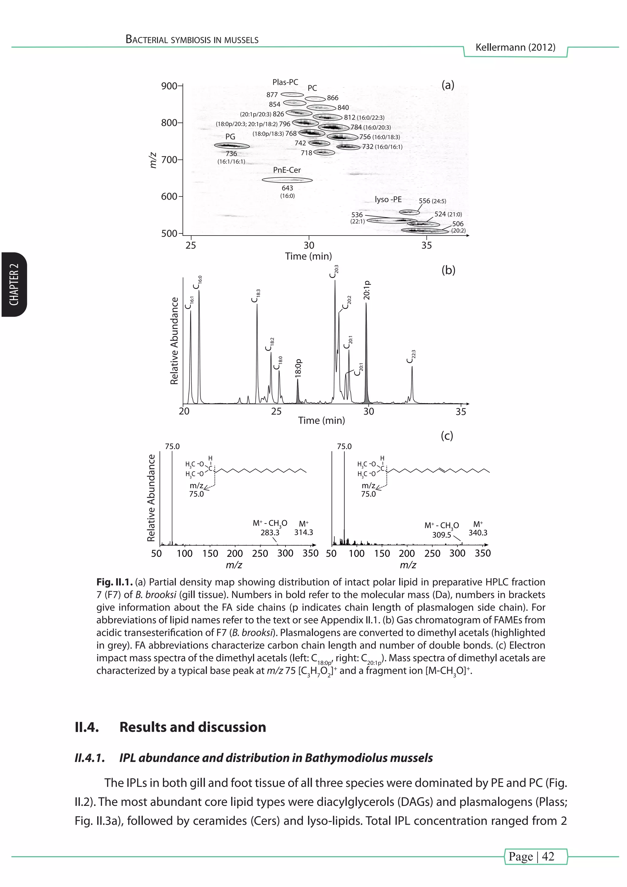 Page | 42
Bacterial symbiosis in mussels
Kellermann (2012)
CHAPTER2
736
(16:1/16:1)
877
854
(20:1p/20:3) 826
(18:0p/20:3; 20:1p/18:2) 796
(18:0p/18:3) 768
742
718
732 (16:0/16:1)
536
(22:1)
556 (24:5)
524 (21:0)
756 (16:0/18:3)
784 (16:0/20:3)
812 (16:0/22:3)
866
840
PG
Plas-PC
lyso -PE
PnE-Cer
PC
643
(16:0)
506
(20:2)
25 30 35
500
600
700
800
900
Time (min)
m/z
(a)
20 25 35
C16:1
C16:0
C18:3
C18:2
C18:0
C20:3
C20:2
C22:3
C20:1
C20:1
18:0p
20:1p
RelativeAbundance
(b)
30
Time (min)
200
m/z
100
m/z
75.0
150 25050 50300 350
C
H
O
O
H3
C
H3
C
75.0
M+
- CH3
O
283.3
M+
314.3
200
m/z
100
m/z
75.0
150 250 300 350
C
H
O
O
H3
C
H3
C
75.0
M+
- CH3
O
309.5
M+
340.3
RelativeAbundance
(c)
Fig. II.1. (a) Partial density map showing distribution of intact polar lipid in preparative HPLC fraction
7 (F7) of B. brooksi (gill tissue). Numbers in bold refer to the molecular mass (Da), numbers in brackets
give information about the FA side chains (p indicates chain length of plasmalogen side chain). For
abbreviations of lipid names refer to the text or see Appendix II.1. (b) Gas chromatogram of FAMEs from
acidic transesterification of F7 (B. brooksi). Plasmalogens are converted to dimethyl acetals (highlighted
in grey). FA abbreviations characterize carbon chain length and number of double bonds. (c) Electron
impact mass spectra of the dimethyl acetals (left: C18:0p
, right: C20:1p
). Mass spectra of dimethyl acetals are
characterized by a typical base peak at m/z 75 [C3
H7
O2
]+
and a fragment ion [M-CH3
O]+
.
II.4.	 Results and discussion
II.4.1.	 IPL abundance and distribution in Bathymodiolus mussels
The IPLs in both gill and foot tissue of all three species were dominated by PE and PC (Fig.
II.2). The most abundant core lipid types were diacylglycerols (DAGs) and plasmalogens (Plass;
Fig. II.3a), followed by ceramides (Cers) and lyso-lipids. Total IPL concentration ranged from 2
 