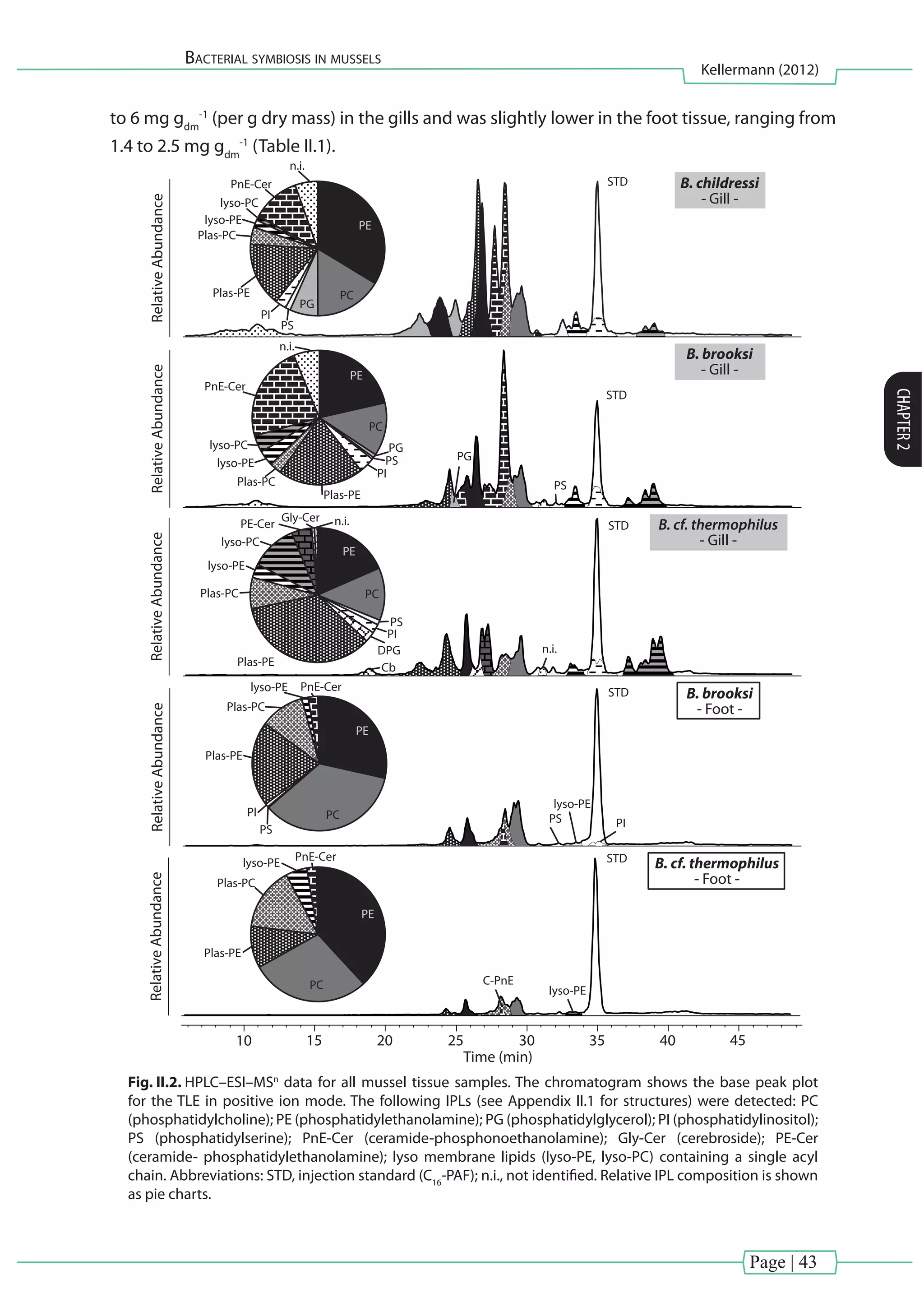 Page | 43
Bacterial symbiosis in mussels
Kellermann (2012)
CHAPTER2
to 6 mg gdm
-1
(per g dry mass) in the gills and was slightly lower in the foot tissue, ranging from
1.4 to 2.5 mg gdm
-1
(Table II.1).
B. childressi
- Gill -
RelativeAbundance
B. brooksi
- Gill -
RelativeAbundanceRelativeAbundance
B. brooksi
- Foot -
B. cf. thermophilus
- Gill -
RelativeAbundance
Time (min)
10 15 20 25 30 35 40 45
RelativeAbundance
B. cf. thermophilus
- Foot -
PG
PG
PG
PE
Plas-PE
PnE-Cer
Plas-PC
PC
PE
PC
PE
PC
PE
PC
PE
PC
PS
lyso-PE
STD
STD
STD
STD
STD
PI
lyso-PC
n.i.
lyso-PE
lyso-PC
Plas-PC
Plas-PE
lyso-PE
lyso-PE
Plas-PC
Plas-PE
PS
PnE-Cer
PnE-Cer
n.i.
PnE-Cer
C-PnE
PS
PS
PI
PS
PS PI
PI
DPG
Plas-PE
Plas-PE
Plas-PC
Plas-PC
lyso-PE
lyso-PC
PE-Cer
Gly-Cer
Cb
n.i.
n.i.
PI
lyso-PE
lyso-PE
Fig. II.2. HPLC–ESI–MSn
data for all mussel tissue samples. The chromatogram shows the base peak plot
for the TLE in positive ion mode. The following IPLs (see Appendix II.1 for structures) were detected: PC
(phosphatidylcholine); PE (phosphatidylethanolamine); PG (phosphatidylglycerol); PI (phosphatidylinositol);
PS (phosphatidylserine); PnE-Cer (ceramide-phosphonoethanolamine); Gly-Cer (cerebroside); PE-Cer
(ceramide- phosphatidylethanolamine); lyso membrane lipids (lyso-PE, lyso-PC) containing a single acyl
chain. Abbreviations: STD, injection standard (C16
-PAF); n.i., not identified. Relative IPL composition is shown
as pie charts.
 