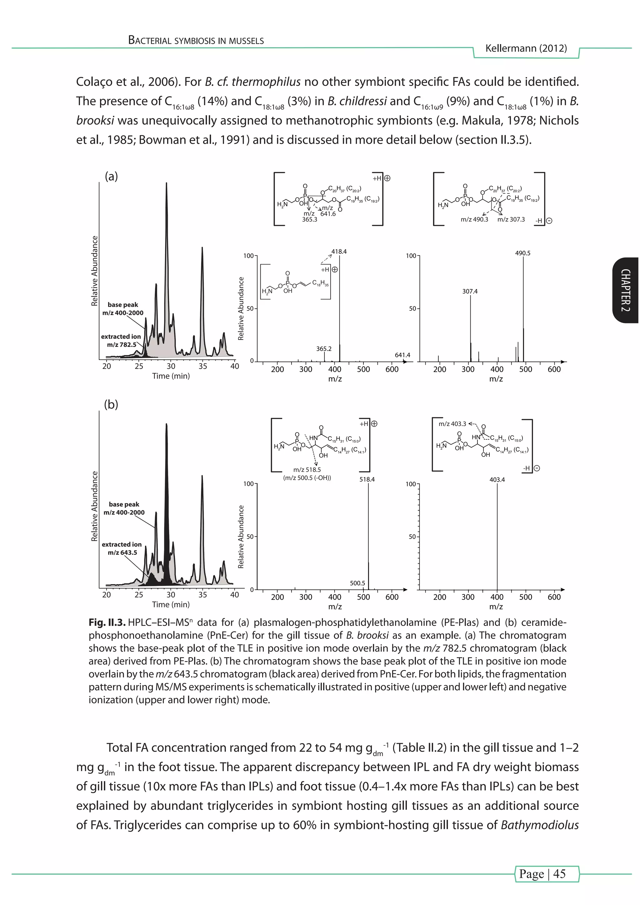 Page | 45
Bacterial symbiosis in mussels
Kellermann (2012)
CHAPTER2
Colaço et al., 2006). For B. cf. thermophilus no other symbiont specific FAs could be identified.
The presence of C16:1ω8
(14%) and C18:1ω8
(3%) in B. childressi and C16:1ω9
(9%) and C18:1ω8
(1%) in B.
brooksi was unequivocally assigned to methanotrophic symbionts (e.g. Makula, 1978; Nichols
et al., 1985; Bowman et al., 1991) and is discussed in more detail below (section II.3.5).
200 300 400 500 600
0
0
50
100
418.4
641.4
365.2
RelativeAbundance
RelativeAbundance
Time (min)
20 25 30 35 40
RelativeAbundance
Time (min)
20 25 30 35 40
base peak
m/z 400-2000
extracted ion
m/z 782.5
50
100
RelativeAbundance
200 300 400 500 600
50
100
50
100
+H +
O O
O
C20
H37
(C20:2
) C20
H37
(C20:2
)
C19
H35
(C19:2
) C19
H35
(C19:2
)
O
P
O
OH
O
H2
N
m/z
365.3
m/z
641.6
m/z 490.3
O O
O
O
P
O
OH
O
H2
N
m/z 307.3
307.4
490.5
base peak
m/z 400-2000
extracted ion
m/z 643.5
(a)
(b)
O
HN
OH
O
P
O
OHH2
N O
HN
OH
O
P
O
OHH2
N
m/z 403.3
m/z 518.5
(m/z 500.5 (-OH)) 518.4
500.5
403.4
-H -
+H +
-H -
+H +
OP
O
OH
C18
H35O
H2
N
m/z m/z
200 300 400 500 600 200 300 400 500 600
m/z m/z
C14
H27
(C14:1
)
C15
H31
(C15:0
)
C14
H27
(C14:1
)
C15
H31
(C15:0
)
Fig. II.3. HPLC–ESI–MSn
data for (a) plasmalogen-phosphatidylethanolamine (PE-Plas) and (b) ceramide-
phosphonoethanolamine (PnE-Cer) for the gill tissue of B. brooksi as an example. (a) The chromatogram
shows the base-peak plot of the TLE in positive ion mode overlain by the m/z 782.5 chromatogram (black
area) derived from PE-Plas. (b) The chromatogram shows the base peak plot of the TLE in positive ion mode
overlain by the m/z 643.5 chromatogram (black area) derived from PnE-Cer. For both lipids, the fragmentation
pattern during MS/MS experiments is schematically illustrated in positive (upper and lower left) and negative
ionization (upper and lower right) mode.
Total FA concentration ranged from 22 to 54 mg gdm
-1
(Table II.2) in the gill tissue and 1–2
mg gdm
-1
in the foot tissue. The apparent discrepancy between IPL and FA dry weight biomass
of gill tissue (10x more FAs than IPLs) and foot tissue (0.4–1.4x more FAs than IPLs) can be best
explained by abundant triglycerides in symbiont hosting gill tissues as an additional source
of FAs. Triglycerides can comprise up to 60% in symbiont-hosting gill tissue of Bathymodiolus
 