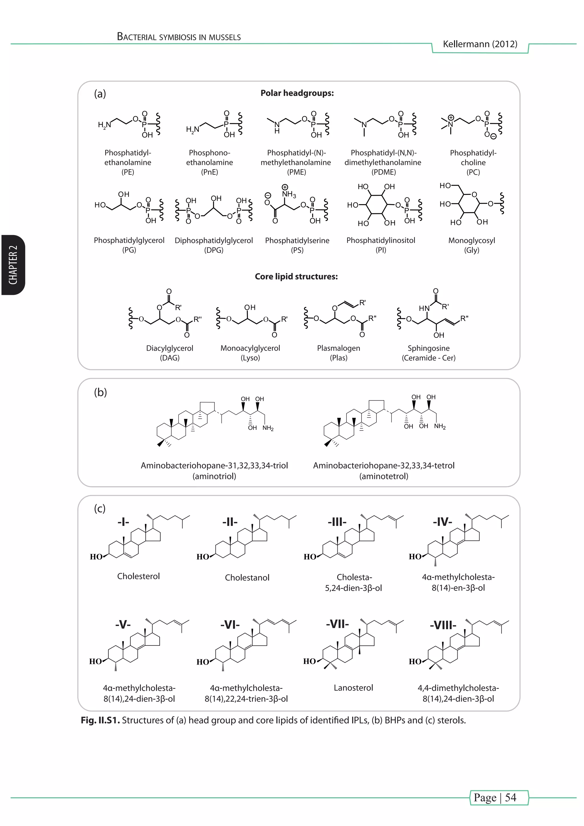 Page | 54
Bacterial symbiosis in mussels
Kellermann (2012)
CHAPTER2
P
OH
O
H2
N
P
O
OH
O
NH3
O
O
P
O
OH
O
H2
N P
O
OH
O
N
P
O
OH
O
HO
OH
P
O
O
O
N
P
O
OH
O
OHHO
HO
HO OH
P
OH
O
O
OH
R''
HN
O
R'
OH
OO
O
O
R'
O R''
O
O O
O
R'
R''
O
O
OH
O R'
O
O
O
HO
HO OH
HO
P
OH
O
O
Phosphatidyl-
ethanolamine
(PE)
Phosphatidyl-(N,N)-
dimethylethanolamine
(PDME)
P
O
OH
O
N
H
Phosphatidyl-(N)-
methylethanolamine
(PME)
Polar headgroups:
Core lipid structures:
Phosphono-
ethanolamine
(PnE)
Phosphatidyl-
choline
(PC)
Phosphatidylglycerol
(PG)
Phosphatidylserine
(PS)
Diphosphatidylglycerol
(DPG)
Monoglycosyl
(Gly)
Sphingosine
(Ceramide - Cer)
Diacylglycerol
(DAG)
Monoacylglycerol
(Lyso)
Plasmalogen
(Plas)
Phosphatidylinositol
(PI)
Aminobacteriohopane-31,32,33,34-triol
(aminotriol)
Aminobacteriohopane-32,33,34-tetrol
(aminotetrol)
OH OH
OHOH NH2
OH OH
OH NH2
(a)
(b)
(c)
-I-
HO
-IV-
HO
-V-
HO
-VI-
HO
-VII-
HO
-VIII-
HO
Cholesterol
-II-
HO
Cholestanol
-III-
HO
Cholesta-
5,24-dien-3β-ol
4α-methylcholesta-
8(14)-en-3β-ol
4α-methylcholesta-
8(14),24-dien-3β-ol
4α-methylcholesta-
8(14),22,24-trien-3β-ol
Lanosterol 4,4-dimethylcholesta-
8(14),24-dien-3β-ol
Fig. II.S1. Structures of (a) head group and core lipids of identified IPLs, (b) BHPs and (c) sterols.
 