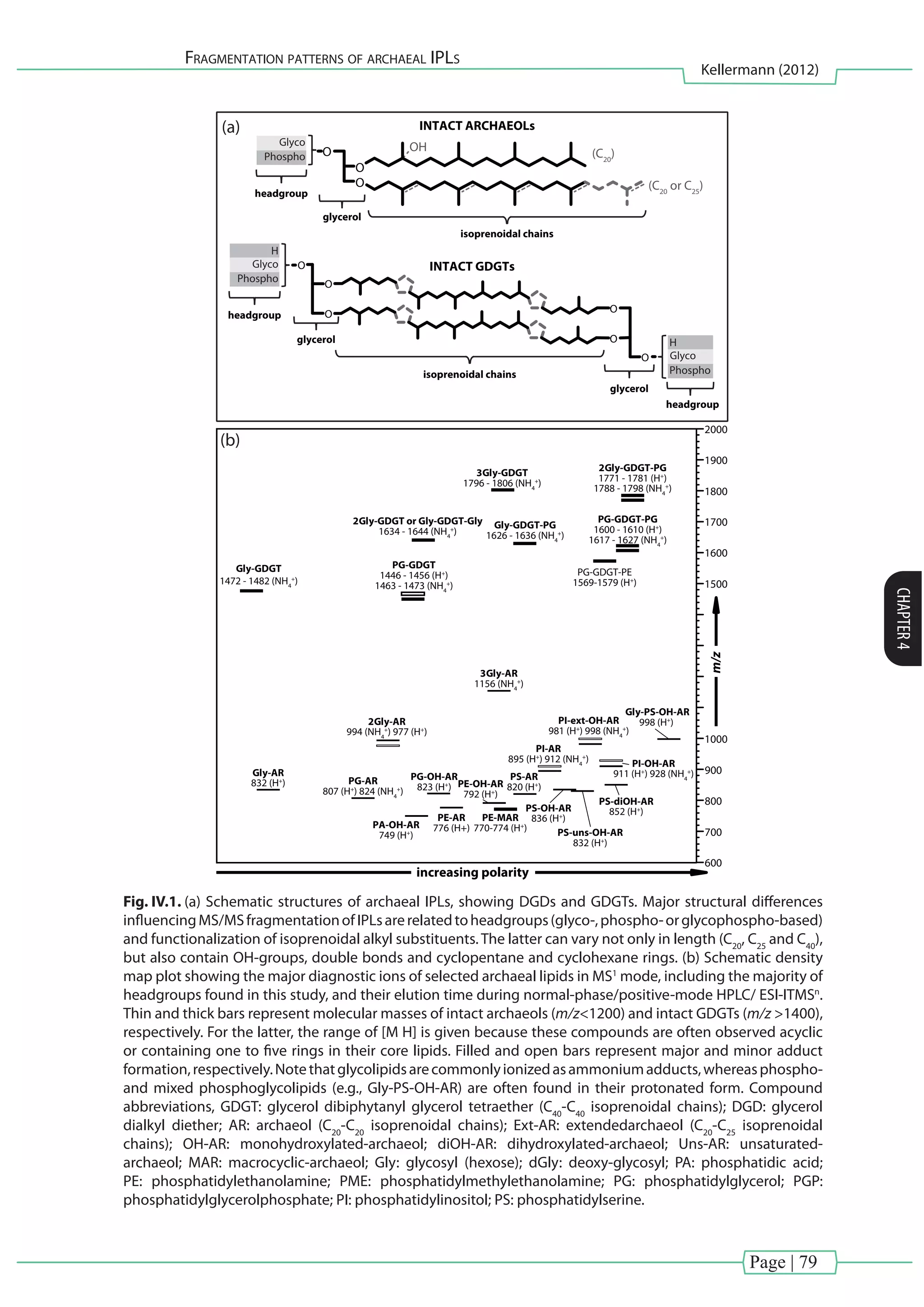 Page | 79
Fragmentation patterns of archaeal IPLs
Kellermann (2012)
CHAPTER4
(a)
(b)
O
O
O
O
O
O
Phospho
H
Glyco
Phospho
Glyco
headgroup
glycerol
isoprenoidal chains
glycerol
(C20
)
(C20
or C25
)
O
O
O
OH
headgroup
glycerol
isoprenoidal chains
INTACT GDGTs
INTACT ARCHAEOLs
Gly-GDGT
1472 - 1482 (NH4
+
)
2Gly-GDGT or Gly-GDGT-Gly
1634 - 1644 (NH4
+
)
PG-GDGT
1446 - 1456 (H+
)
1463 - 1473 (NH4
+
)
Gly-GDGT-PG
1626 - 1636 (NH4
+
)
PG-GDGT-PG
1600 - 1610 (H+
)
1617 - 1627 (NH4
+
)
PG-GDGT-PE
1569-1579 (H+
)
2Gly-GDGT-PG
1771 - 1781 (H+
)
1788 - 1798 (NH4
+
)
3Gly-GDGT
1796 - 1806 (NH4
+
)
800
900
1000
1600
1700
1800
1900
2000
1500
700
600
Gly-AR
832 (H+
)
2Gly-AR
994 (NH4
+
) 977 (H+
)
PA-OH-AR
749 (H+
)
PG-AR
807 (H+
) 824 (NH4
+
)
PG-OH-AR
823 (H+
)
PE-AR
776 (H+)
PE-OH-AR
792 (H+
)
PE-MAR
770-774 (H+
)
PS-AR
820 (H+
)
PI-AR
895 (H+
) 912 (NH4
+
)
PS-OH-AR
836 (H+
)
PS-uns-OH-AR
832 (H+
)
PI-OH-AR
911 (H+
) 928 (NH4
+
)
Gly-PS-OH-AR
998 (H+
)PI-ext-OH-AR
981 (H+
) 998 (NH4
+
)
PS-diOH-AR
852 (H+
)
3Gly-AR
1156 (NH4
+
)
Phospho
H
Glyco
headgroup
m/z
increasing polarity
Fig. IV.1. (a) Schematic structures of archaeal IPLs, showing DGDs and GDGTs. Major structural differences
influencingMS/MSfragmentationofIPLsarerelatedtoheadgroups(glyco-,phospho-orglycophospho-based)
and functionalization of isoprenoidal alkyl substituents. The latter can vary not only in length (C20
, C25
and C40
),
but also contain OH-groups, double bonds and cyclopentane and cyclohexane rings. (b) Schematic density
map plot showing the major diagnostic ions of selected archaeal lipids in MS1
mode, including the majority of
headgroups found in this study, and their elution time during normal-phase/positive-mode HPLC/ ESI-ITMSn
.
Thin and thick bars represent molecular masses of intact archaeols (m/z<1200) and intact GDGTs (m/z >1400),
respectively. For the latter, the range of [M H] is given because these compounds are often observed acyclic
or containing one to five rings in their core lipids. Filled and open bars represent major and minor adduct
formation,respectively.Notethatglycolipidsarecommonlyionizedasammoniumadducts,whereasphospho-
and mixed phosphoglycolipids (e.g., Gly-PS-OH-AR) are often found in their protonated form. Compound
abbreviations, GDGT: glycerol dibiphytanyl glycerol tetraether (C40
-C40
isoprenoidal chains); DGD: glycerol
dialkyl diether; AR: archaeol (C20
-C20
isoprenoidal chains); Ext-AR: extendedarchaeol (C20
-C25
isoprenoidal
chains); OH-AR: monohydroxylated-archaeol; diOH-AR: dihydroxylated-archaeol; Uns-AR: unsaturated-
archaeol; MAR: macrocyclic-archaeol; Gly: glycosyl (hexose); dGly: deoxy-glycosyl; PA: phosphatidic acid;
PE: phosphatidylethanolamine; PME: phosphatidylmethylethanolamine; PG: phosphatidylglycerol; PGP:
phosphatidylglycerolphosphate; PI: phosphatidylinositol; PS: phosphatidylserine.
 