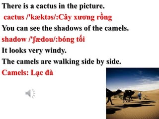 There is a cactus in the picture.
cactus /'kæktəs/:Cây xương rồng
You can see the shadows of the camels.
shadow /'ʃædou/:b...