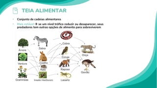 TEIA ALIMENTAR
• Conjunto de cadeias alimentares
• Mais estável  se um nível trófico reduzir ou desaparecer, seus
predadores tem outras opções de alimento para sobreviverem
 