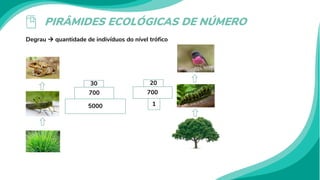 PIRÂMIDES ECOLÓGICAS DE NÚMERO
Degrau  quantidade de indivíduos do nível trófico
5000
700
30
1
700
20
 