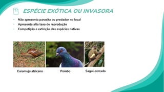 ESPÉCIE EXÓTICA OU INVASORA
• Não apresenta parasita ou predador no local
• Apresenta alta taxa de reprodução
• Competição e extinção das espécies nativas
Caramujo africano Pombo Sagui-cerrado
 