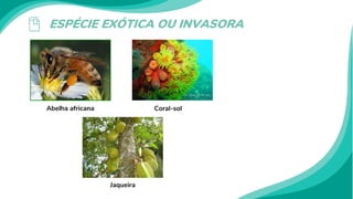 ESPÉCIE EXÓTICA OU INVASORA
Abelha africana
Jaqueira
Coral-sol
 