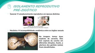 ISOLAMENTO REPRODUTIVO
PRÉ-ZIGÓTICO
• Sazonal  amadurecimento reprodutivo em épocas distintas
• Mecânico  incompatibilidade anatômica entre os órgãos sexuais
Na imagem, temos duas
espécies de caracóis. Elas
tem espirais da concha em
diferentes direções. Assim, a
abertura dos genitais (setas)
ficam desalinhadas.
 