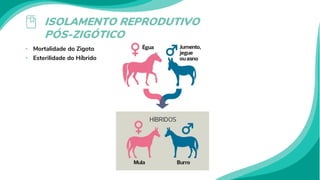 ISOLAMENTO REPRODUTIVO
PÓS-ZIGÓTICO
• Mortalidade do Zigoto
• Esterilidade do Híbrido
 