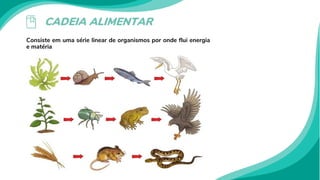 CADEIA ALIMENTAR
Consiste em uma série linear de organismos por onde flui energia
e matéria
 