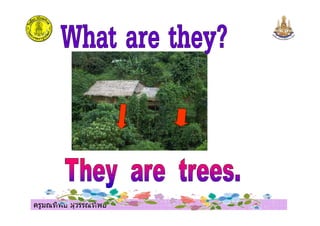 ครูมณทิพย สุวรรณทิพย
 