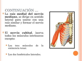 CONTINUACIÓN …
   La raíz medial del nervio
    mediano, se dirige en sentido
    lateral para unirse con una
    raíz similar y formar el nervio
    mediano.

   El nervio cubital, inerva
    todos los músculos intrínsecos
    excepto:

     Los  tres músculos         de      la
      eminencia tenar.

     Los   dos lumbricales laterales.
 