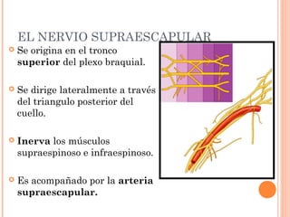 EL NERVIO SUPRAESCAPULAR
   Se origina en el tronco
    superior del plexo braquial.

   Se dirige lateralmente a través
    del triangulo posterior del
    cuello.

   Inerva los músculos
    supraespinoso e infraespinoso.

   Es acompañado por la arteria
    supraescapular.
 