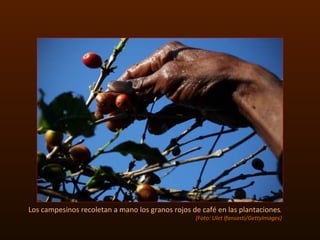 Los campesinos recoletan a mano los granos rojos de café en las plantaciones .  (Foto: Ulet Ifansasti/GettyImages) 
