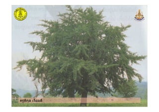 ครูพิกุล เจี้ยมดี
 