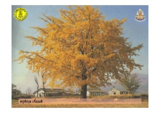 ครูพิกุล เจี้ยมดี
 