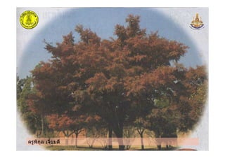 ครูพิกุล เจี้ยมดี
 