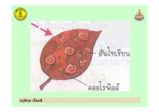 ครูพิกุล เจี้ยมดี
 