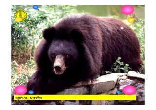 ครูกชกร ธาราชีพ
 