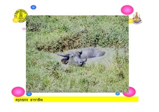 ครูกชกร ธาราชีพ
 