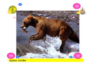 ครูกชกร ธาราชีพ
 