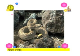 ครูกชกร ธาราชีพ
 