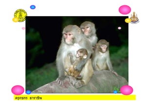 ครูกชกร ธาราชีพ
 