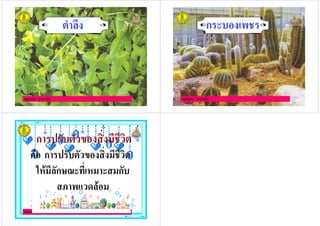 ครูกชกร ธาราชีพ
# +
ครูกชกร ธาราชีพ
ก
ครูกชกร ธาราชีพ
ก ( (
- ก ( (
$ ก ก
 