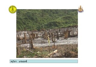 ครูวิภา แจมฤทธิ์ครูวิภา แจมฤทธิ์
 