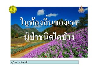ครูวิภา แจมฤทธิ์
(% -
%
(% -
%
ครูวิภา แจมฤทธิ์
 