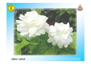 ครูรัตนา จุรุพันธ
 