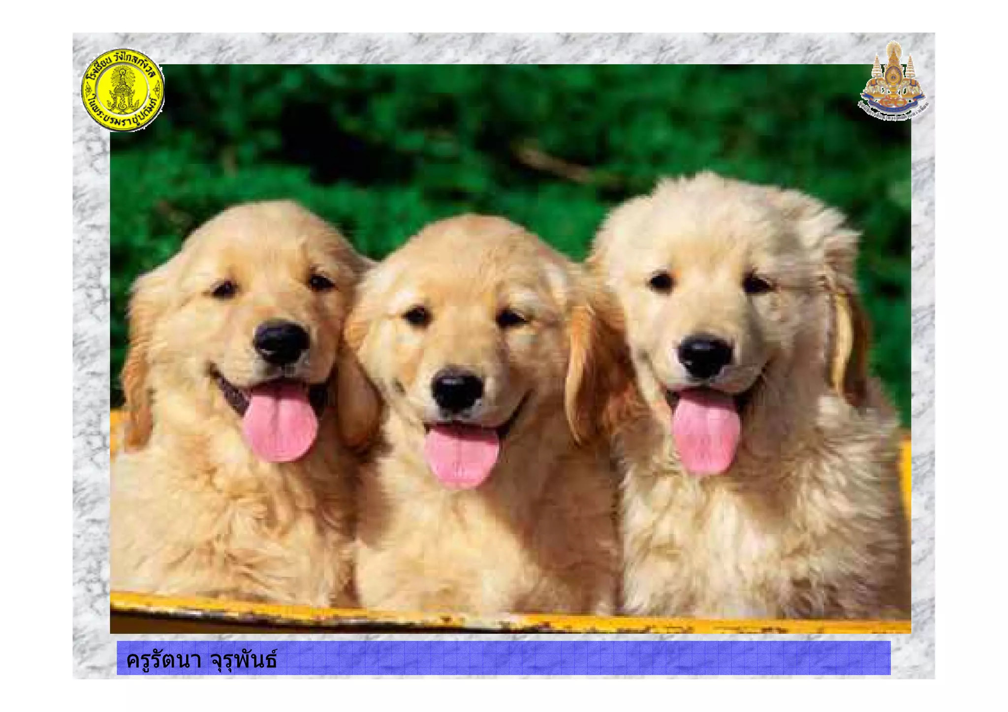 ครูรัตนา จุรุพันธครูรัตนา จุรุพันธ
 