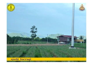 ครูพจนีย รักษาราษฎรครูพจนีย รักษาราษฎร
 