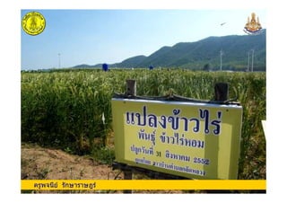 ครูพจนีย รักษาราษฎรครูพจนีย รักษาราษฎร
 