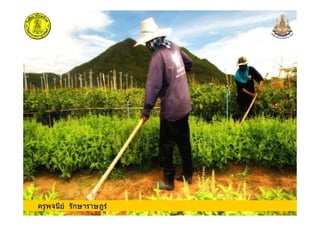 ครูพจนีย รักษาราษฎรครูพจนีย รักษาราษฎร
 