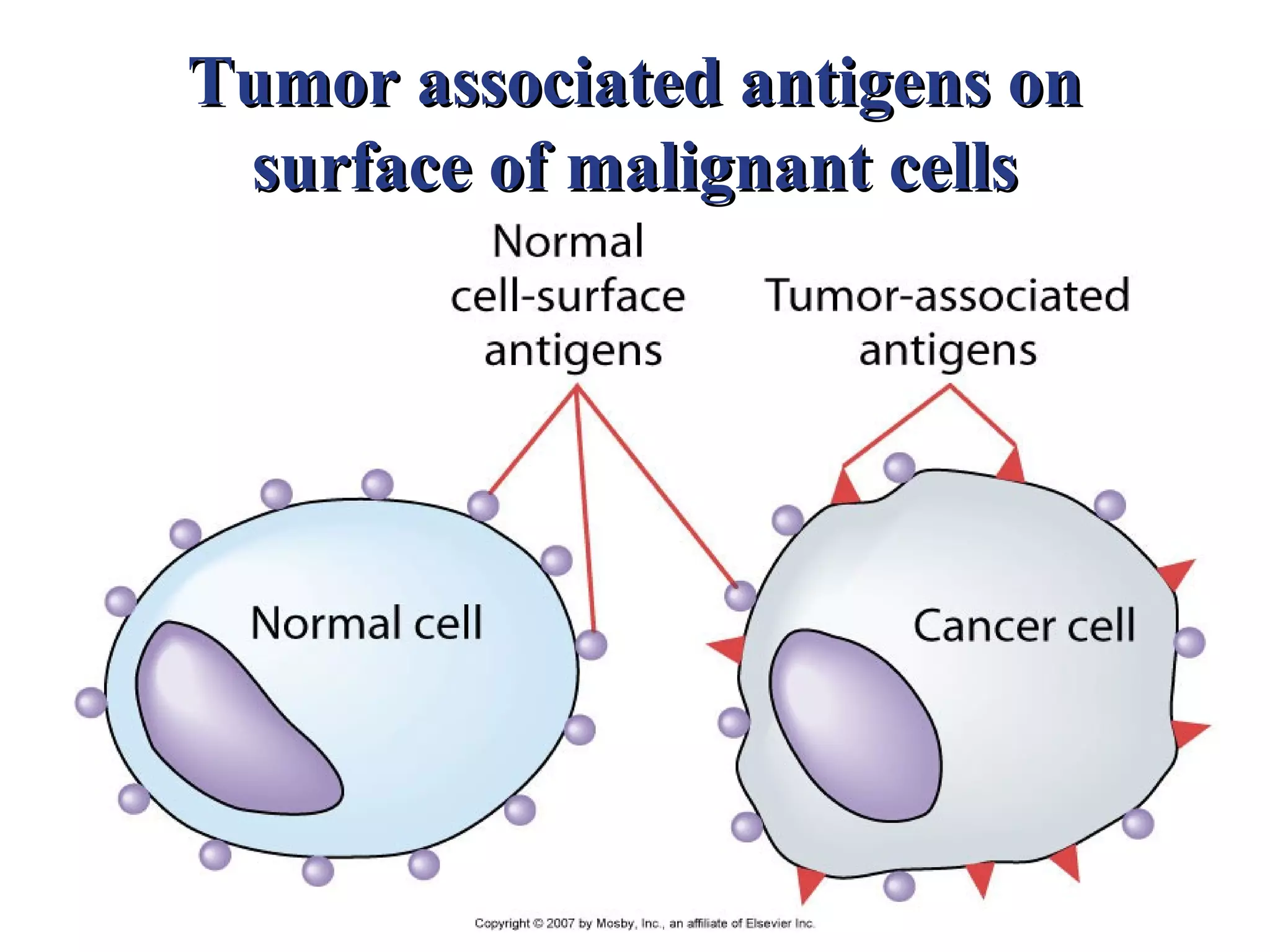 Tumor associated antigens on
 surface of malignant cells
 