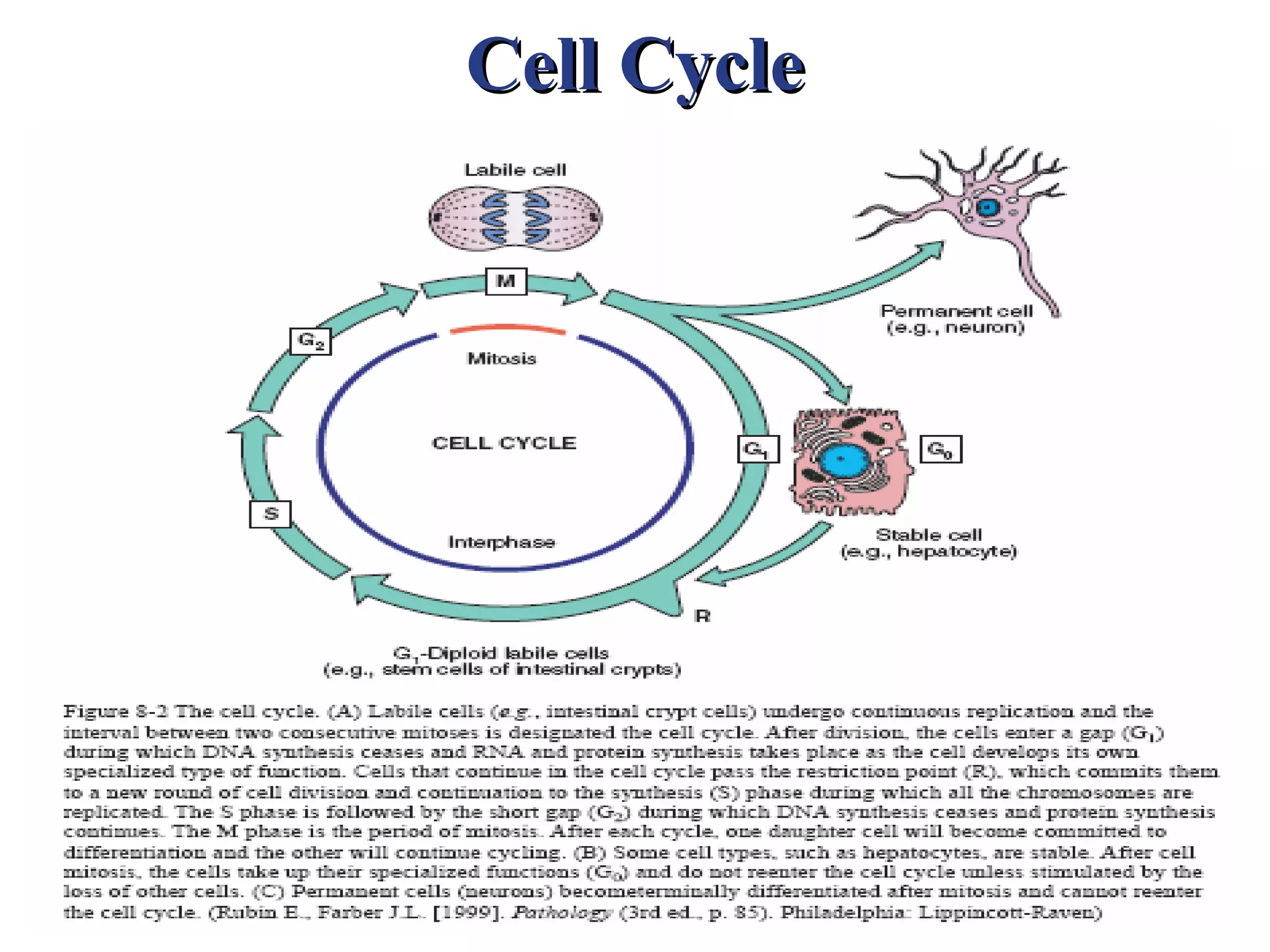 Cell Cycle
 
