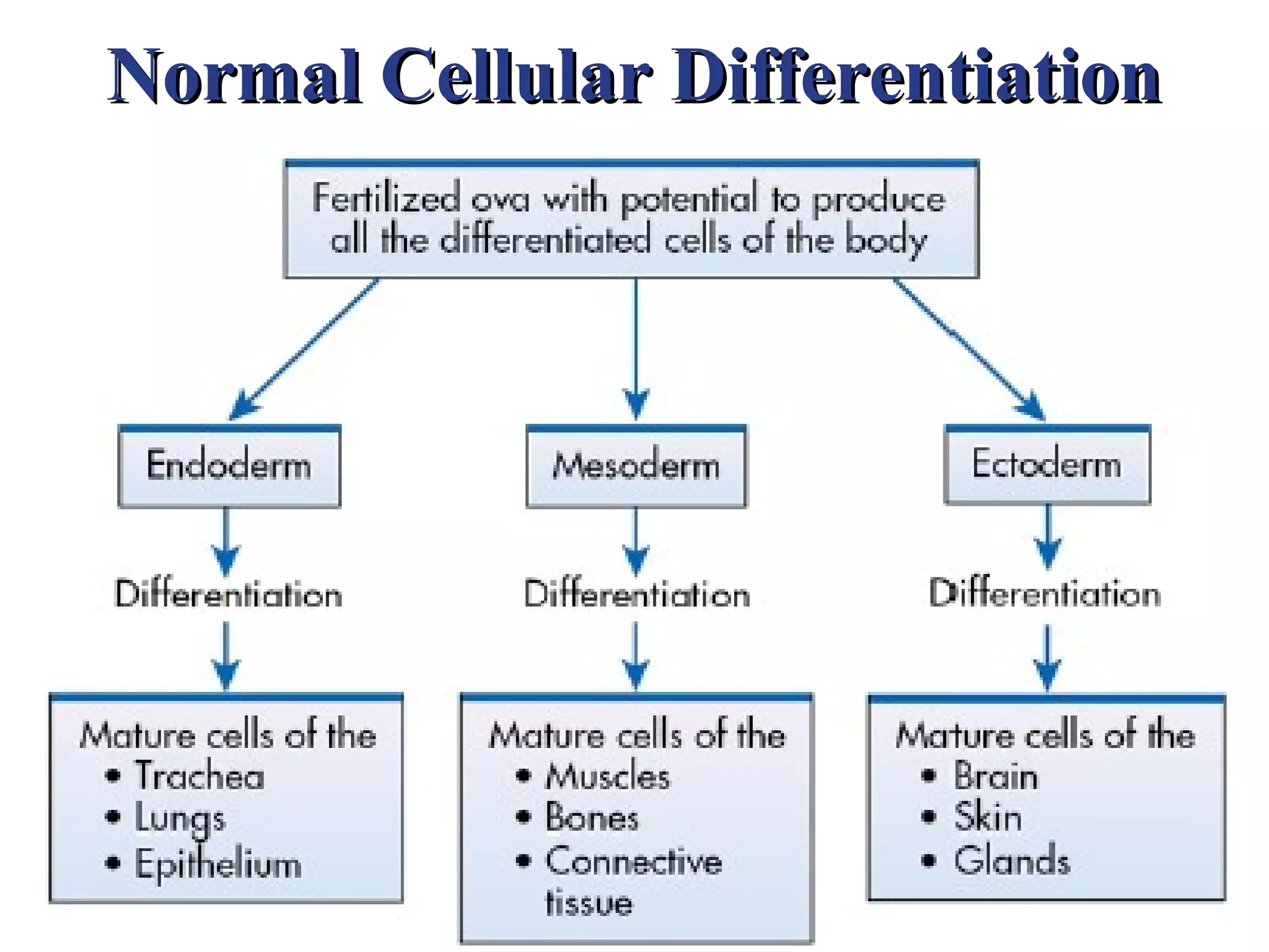 Normal Cellular Differentiation
 