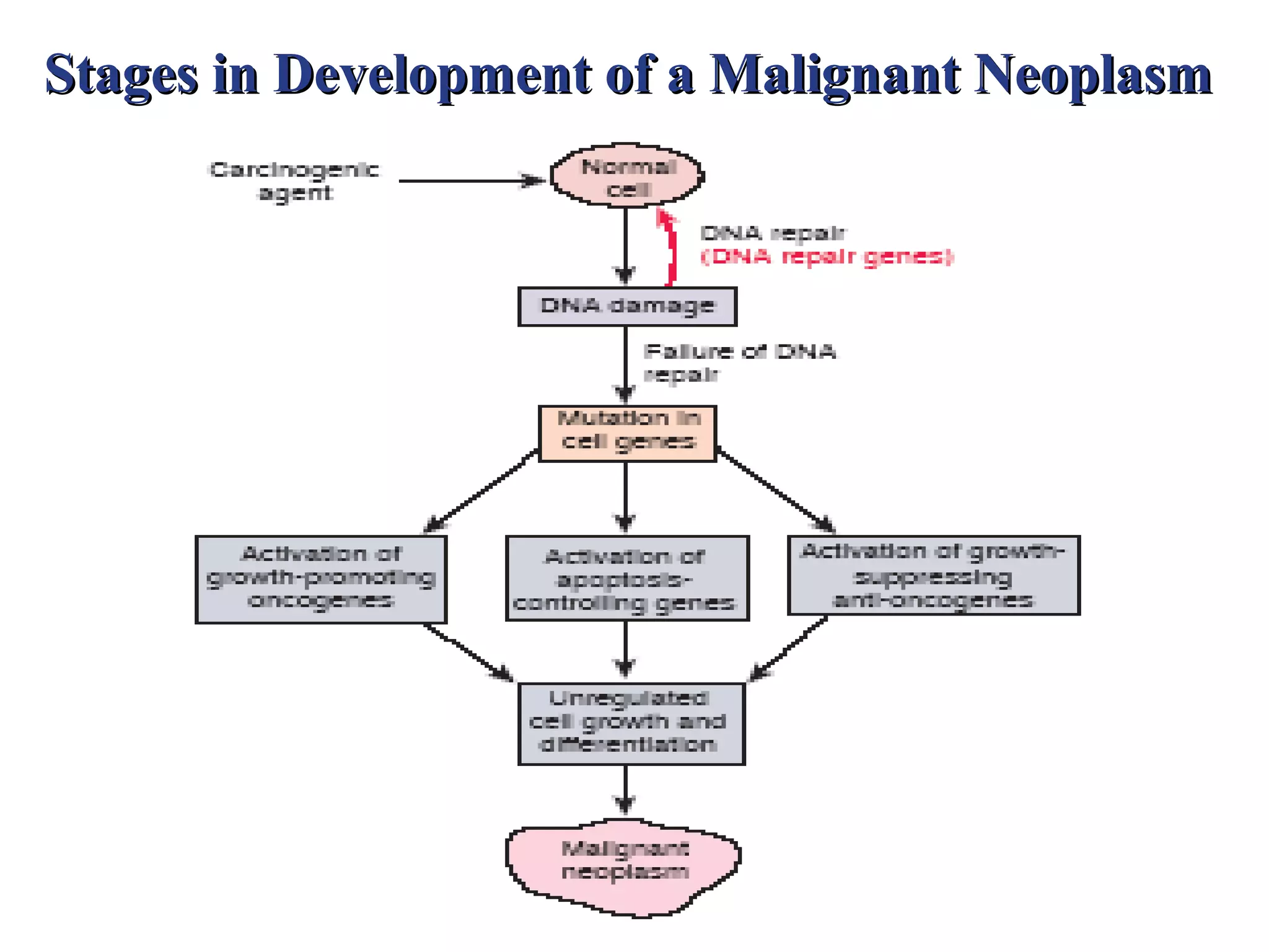 Stages in Development of a Malignant Neoplasm
 