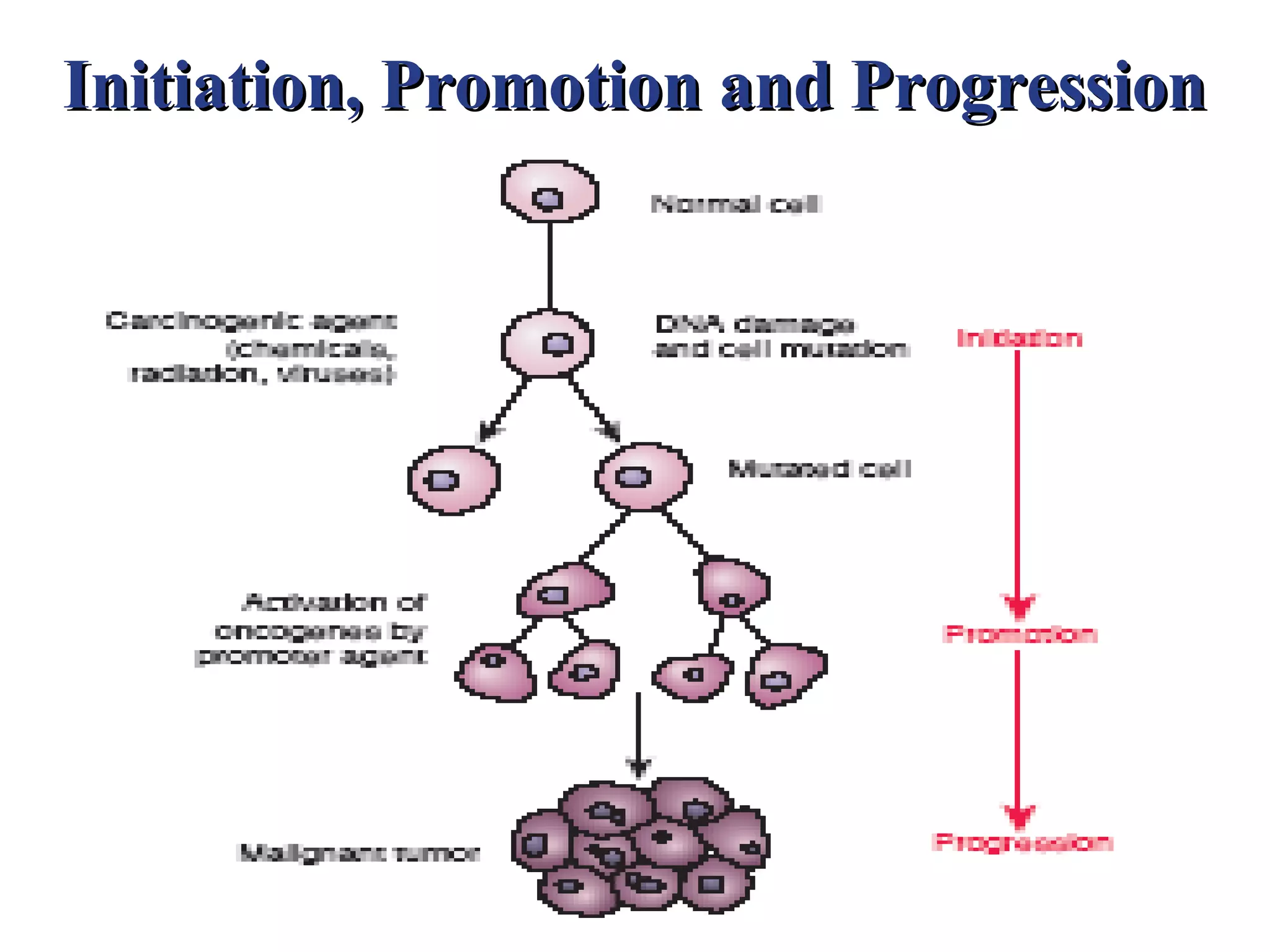 Initiation, Promotion and Progression
 