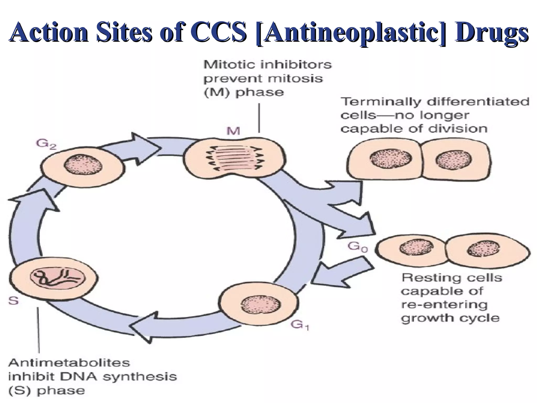 Action Sites of CCS [Antineoplastic] Drugs
 