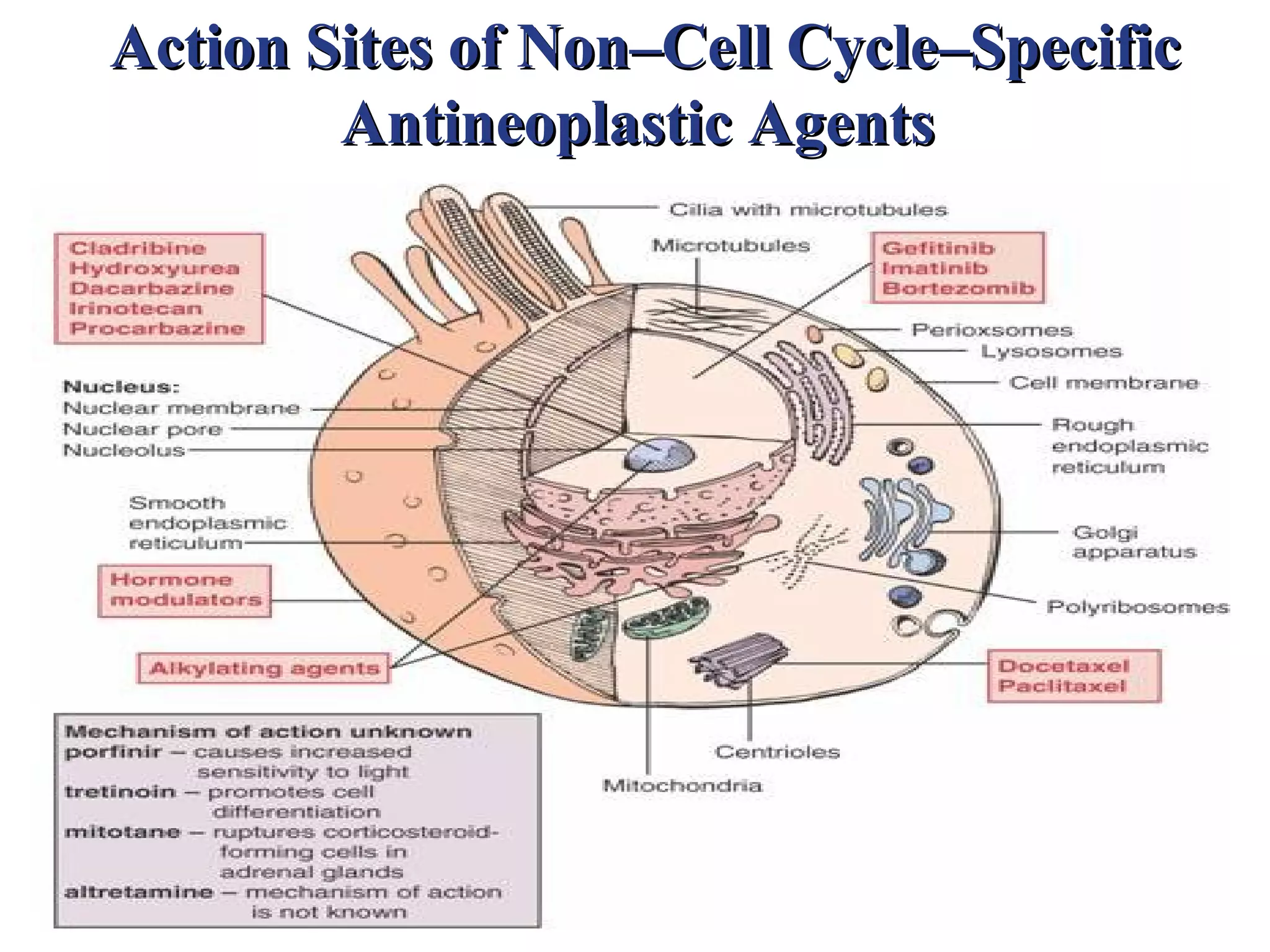 Action Sites of Non–Cell Cycle–Specific
        Antineoplastic Agents
 