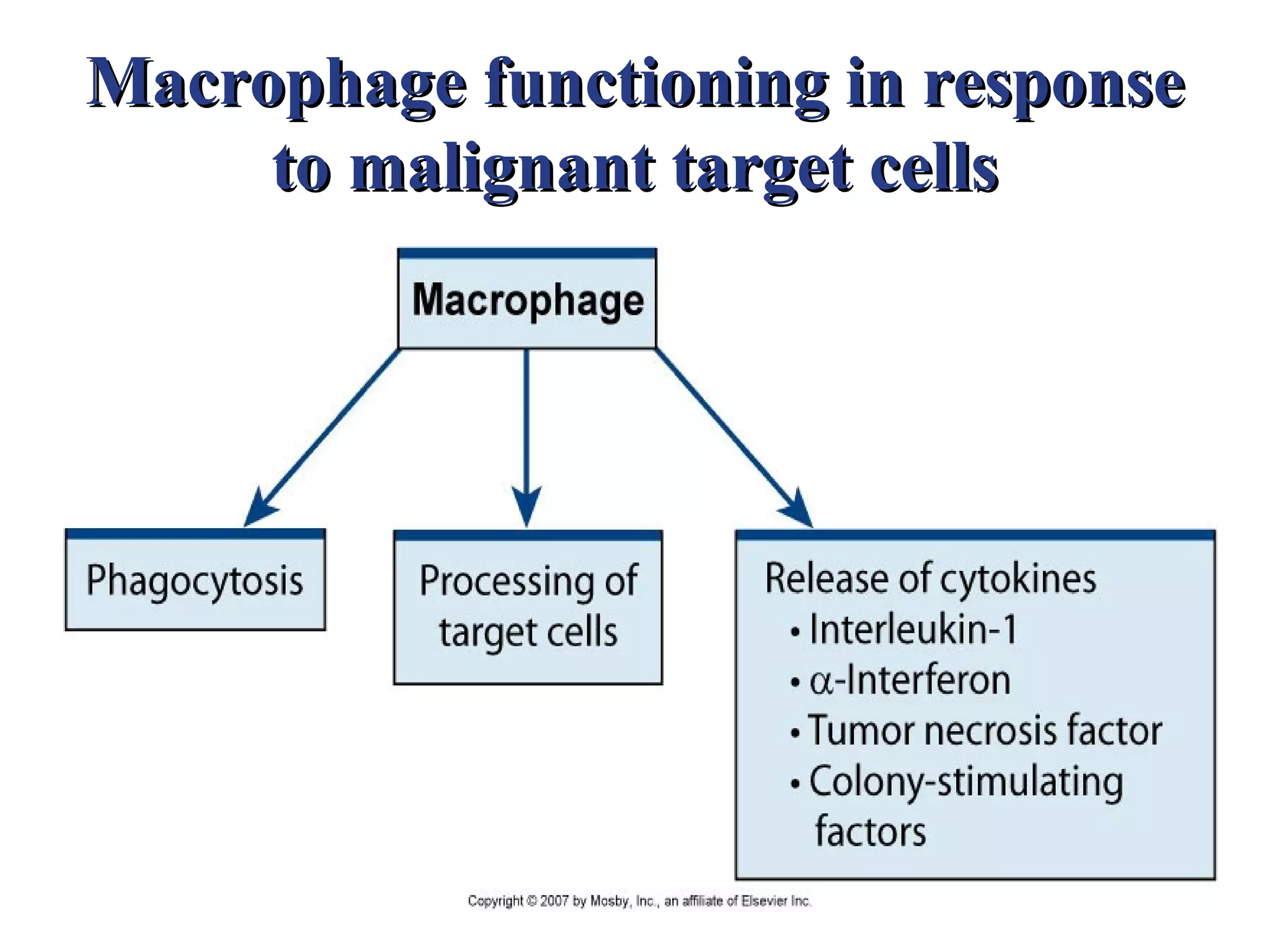 Macrophage functioning in response
     to malignant target cells
 